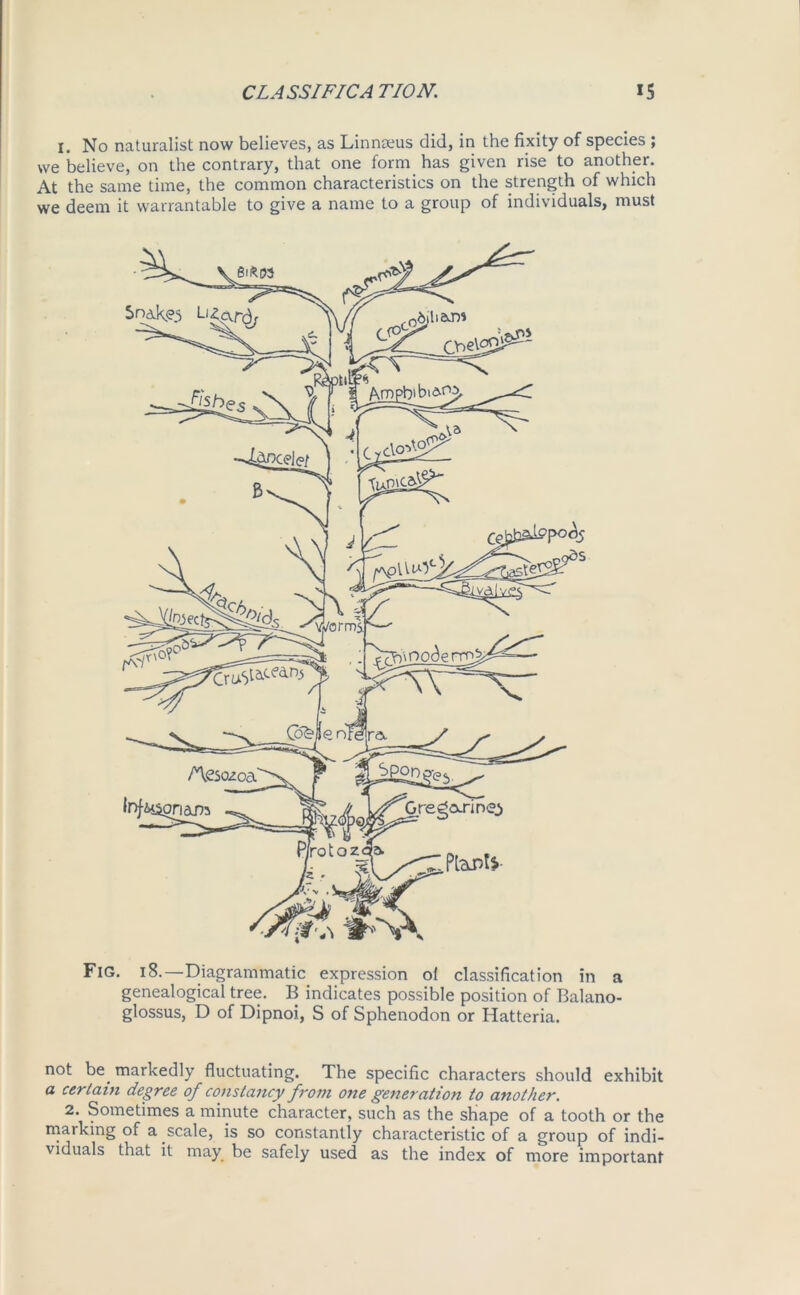 CLASSIFICA TION. IS l. No naturalist now believes, as Linnaeus did, in the fixity of species ; we believe, on the contrary, that one form has given rise to another. At the same time, the common characteristics on the strength of which we deem it warrantable to give a name to a group of individuals, must Fig. 18.—Diagrammatic expression oi classification in a genealogical tree. B indicates possible position of Balano- glossus, D of Dipnoi, S of Sphenodon or Hatteria. not be. markedly fluctuating. The specific characters should exhibit a certain degree of constancy from one generation to another. 2. Sometimes a minute character, such as the shape of a tooth or the marking of a scale, is so constantly characteristic of a group of indi- viduals that it may be safely used as the index of more important