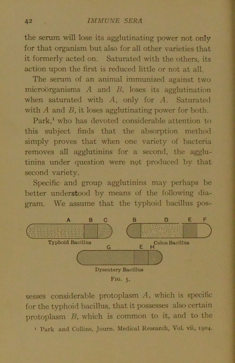 the serum will lose its agglutinating power not only for that organism but also for all other varieties that it formerly acted on. Saturated with the others, its action upon the first is reduced little or not at all. The serum of an animal immunized against two microorganisms A and B, loses its agglutination when saturated with A, only for A. Saturated with A and B, it loses agglutinating power for both. Park,* who has devoted considerable attention to this subject finds that the absoq^tion method simply proves that when one variety of bacteria removes all agglutinins for a second, the agglu- tinins under question were ngt produced by that second variety. Specific and group agglutinins may perhaps be better understood by means of the following dia- gram. We assume that the typhoid bacillus pos- Dysentery Bacillus Fig. 5. sesses considerable protoplasm .4, which is specific for the typhoid bacillus, that it possesses also certain protoplasm B, which is common to it, and to the ‘ Park and Collins, Journ. Medical Research, Vol. vii, 1904.