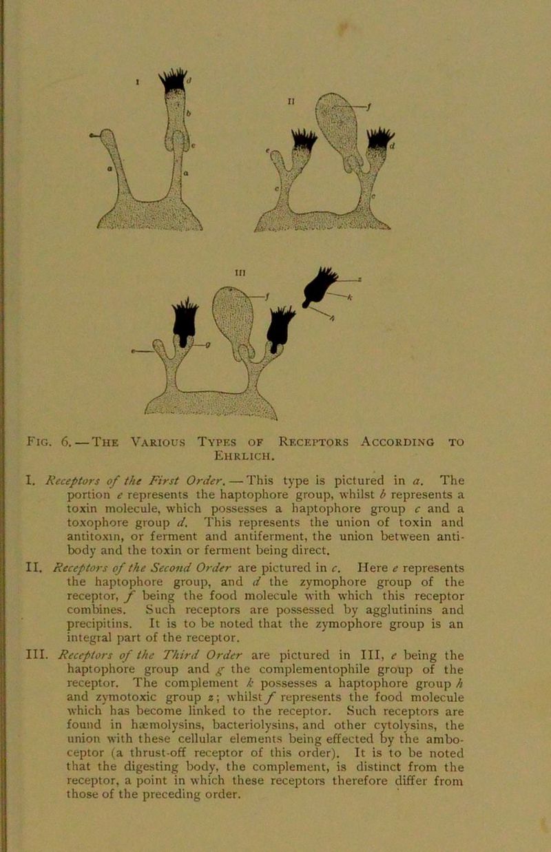 Fig. 6. — The Various Types of Receptors According to Ehrlich. I. Receptors of the First Order. — This type is pictured in a. The portion e represents the haptophore group, whilst b represents a toxin molecule, which possesses a haptophore group c and a toxophore group d. This represents the union of toxin and antitoxin, or ferment and antiferment, the union between anti- body and the toxin or ferment being direct. II. Receptors of the Second Order are pictured in c. Here e represents the haptophore group, and d the zymophore group of the receptor, f being the food molecule with which this receptor combines. Such receptors are possessed by agglutinins and precipitins. It is to be noted that the zymophore group is an integral part of the receptor. III. Receptors of the Third Order are pictured in III, e being the I haptophore group and g the complementophile group of the receptor. The complement k possesses a haptophore group h and zymotoxic group z\ whilsty represents the food molecule which has become linked to the receptor. Such receptors are found in hxmolysins, bacteriolysins, and other cytolysins, the union with these cellular elements being effected lay the ambo- ceptor (a thrust-off receptor of this order). It is to be noted that the digesting body, the complement, is distinct from the receptor, a point in which these receptors therefore differ from B those of the preceding order.