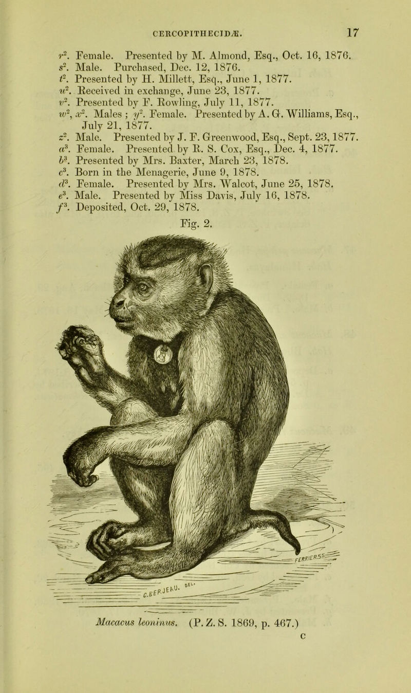 r2. Female. Presented by M. Almond, Esq., Oct. 16, 1876. s~. Male. Purchased, Dec. 12, 1876. i2. Presented by H. Millett, Esq., June 1, 1877. u2. Deceived in exchange, June 23, 1877. v2. Presented by E. Dowling, July 11, 1877. iv2, x2. Males; y2. Eemale. Presented by A. G. Williams, Esq., July 21, 1877. z2. Male. Presented by J. F. Greenwood, Esq., Sept. 23,1877. a3. Female. Presented by D. S. Cox, Esq., Dec. 4, 1877. b3. Presented by Mrs. Baxter, March 23, 1878. c3. Born in the Menagerie, June 9, 1878. d3. Female. Presented by Mrs. Walcot, June 25, 1878. e3. Male. Presented by Miss Davis, July 16, 1878. f3. Deposited, Oct. 29, 1878. Fig. 2. Macacus leoninus. (P. Z. S. 1869, p. 467.) c