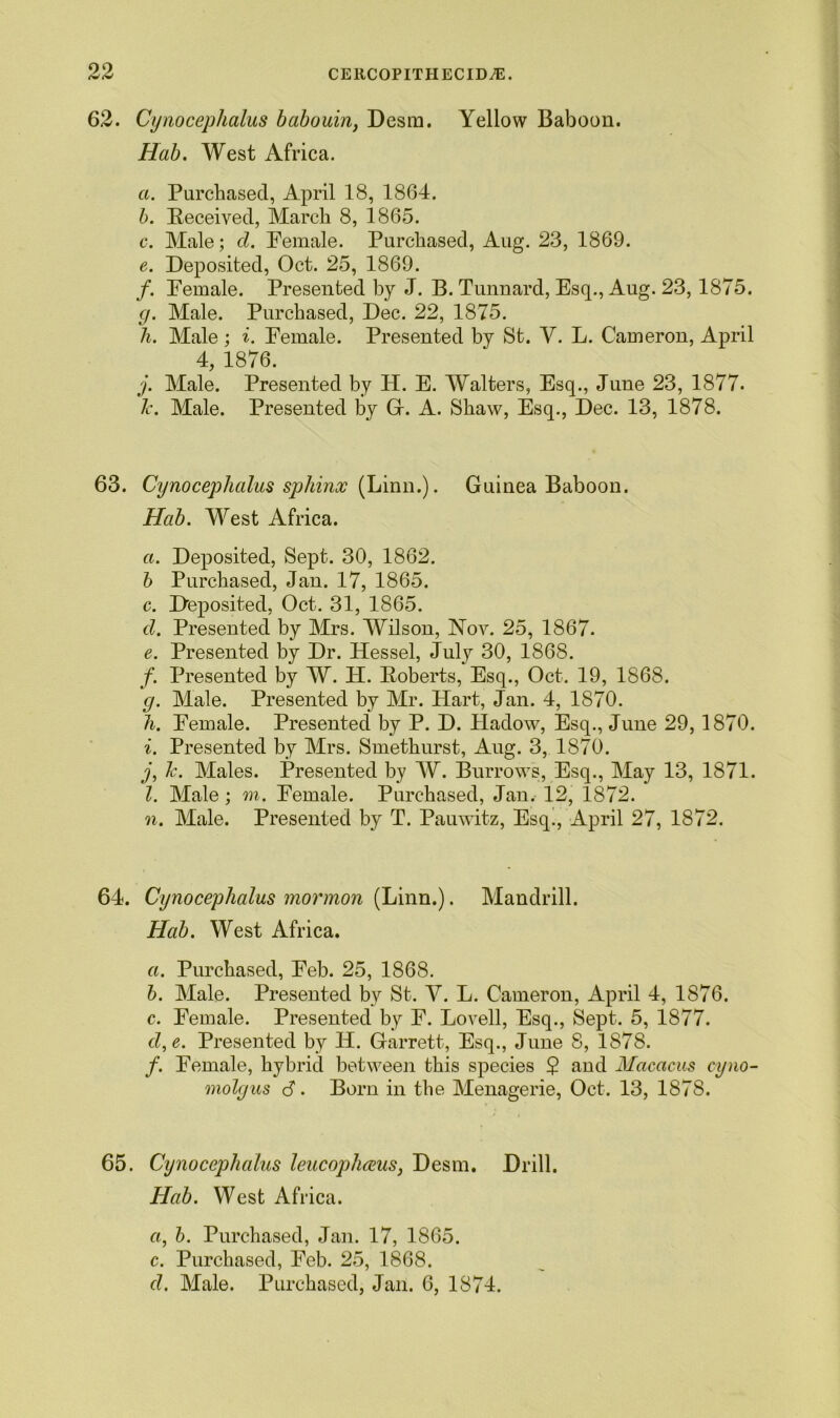 62. Cynoceplialus babouin, Desm. Yellow Baboon. Hab. West Africa. a. Purchased, April 18, 1864. b. Received, March 8, 1865. c. Male; cl. Female. Purchased, Aug. 23, 1869. e. Deposited, Oct. 25, 1869. /. Female. Presented by J. B. Tunnard, Esq., Aug. 23, 1875. g. Male. Purchased, Dec. 22, 1875. h. Male; i. Female. Presented by St. V. L. Cameron, April 4, 1876. j. Male. Presented by H. E. Walters, Esq., June 23, 1877. 1c. Male. Presented by G. A. Shaw, Esq., Dec. 13, 1878. 63. Cynoceplialus sphinx (Linn.). Guinea Baboon. Hab. West Africa. a. Deposited, Sept. 30, 1862. b Purchased, Jan. 17, 1865. c. Deposited, Oct. 31, 1865. cl. Presented by Mrs. Wilson, Nov. 25, 1867. e. Presented by Dr. Hessel, July 30, 1868. f. Presented by W. IP. Roberts, Esq., Oct. 19, 1868. g. Male. Presented by Mr. Hart, Jan. 4, 1870. h. Female. Presented by P. D. Pladow, Esq., June 29, 1870. i. Presented by Mrs. Smethurst, Aug. 3, 1870. j. Jc. Males. Presented by W. Burrows, Esq., May 13, 1871. 1. Male; m. Female. Purchased, Jan. 12, 1872. n. Male. Presented by T. Pauwitz, Esq., April 27, 1872. 64. Cynoceplialus mormon (Linn.). Mandrill. Hab. West Africa. a. Purchased, Feb. 25, 1868. b. Male. Presented by St. V. L. Cameron, April 4, 1876. c. Female. Presented by F. Lovell, Esq., Sept. 5, 1877. cl,e. Presented by H. Garrett, Esq., June S, 1878. /. Female, hybrid between this species $ and Mcicacus cyno- molgus (S. Born in the Menagerie, Oct. 13, 1878. 65. Cynoceplialus leucopliceus, Desm. Drill. Hab. West Africa. a, b. Purchased, Jan. 17, 1865. c. Purchased, Feb. 25, 1868. cl. Male. Purchased, Jail. 6, 1874.