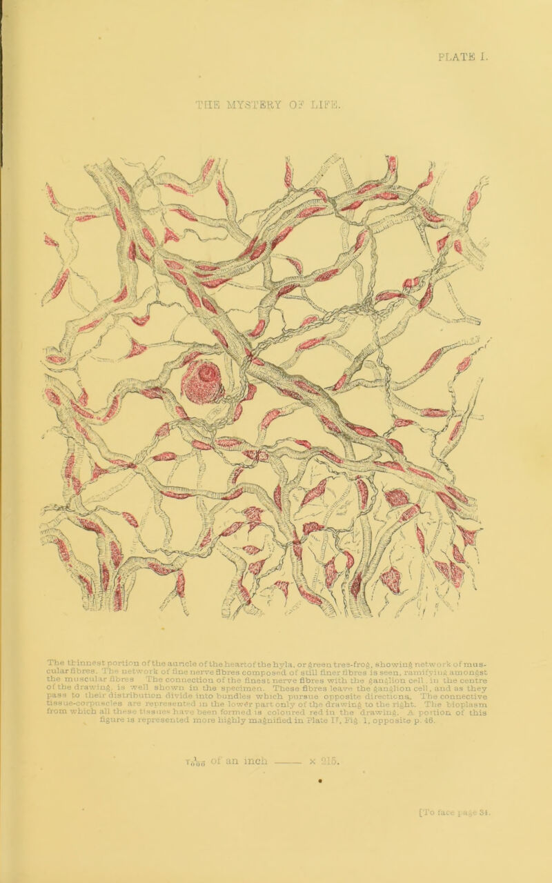 PLATE I. THE MYSTERY OP LIFE. The thinnest portion of the auncle of the heartofthe hyla. or tureen tree-frog, showing network of mus- cular fibres. The network of tine nerve fibres composed of still finer fibres is seen, ramifying amongst the muscular fibres The connection of the finest nerve fibres with die ganglion cell . in the centre of the drawing, is well shown in the specimen. These fibres leave the ganglion cell. and as they pass to their distribution divide into bundles which pursue opposite directions. The connective tissue-corpuscles are represented in the lower part only of the drawing to the right. The bioplasm from which a.11 these tissues have been formed is coloured redin the drawing. A portion of this s figure is represented more highly magnified in. Plate IT, Fig 1, opposite p. 46. tifofl oi an inch . [To face j age 31.