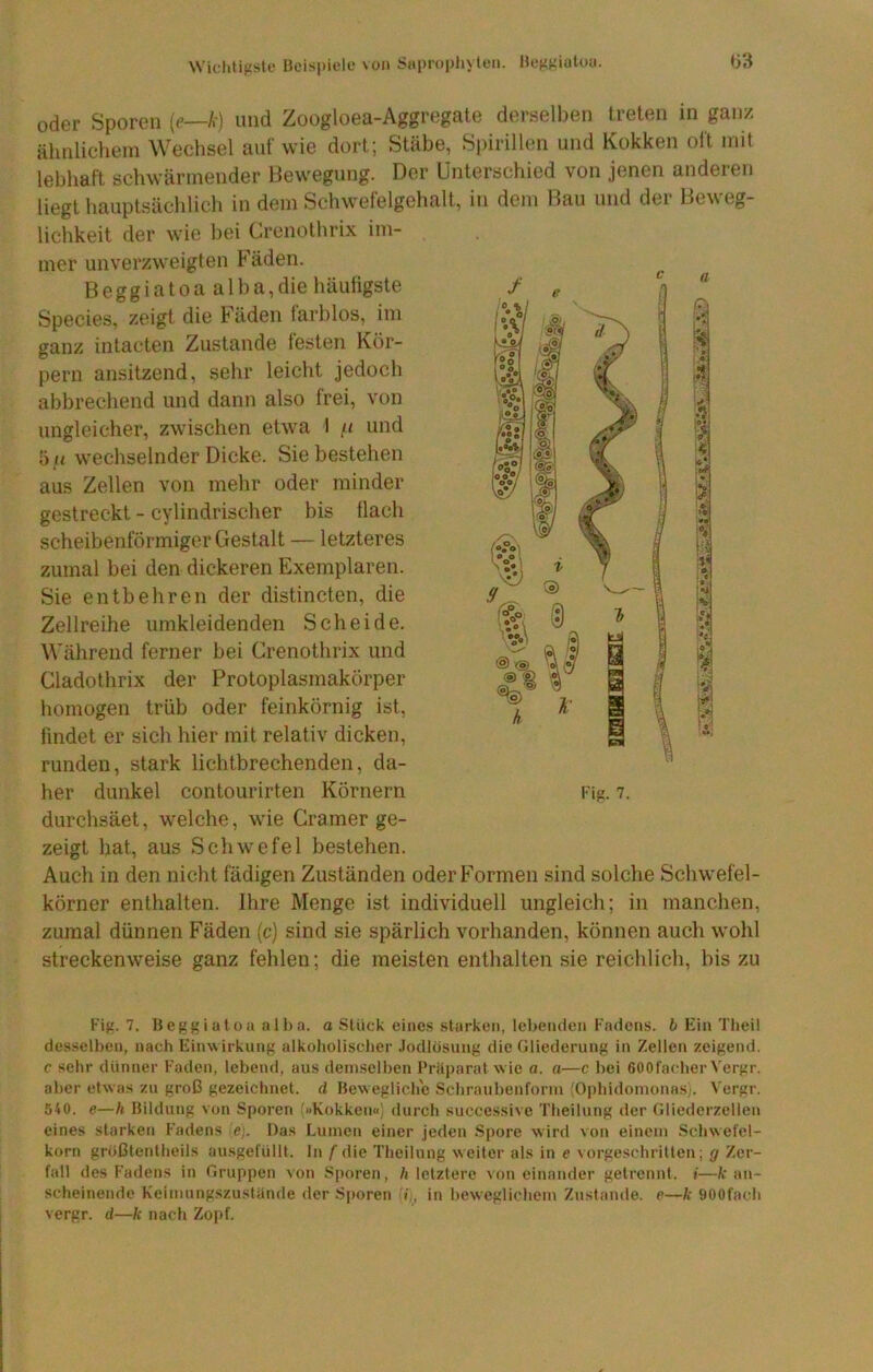 Wichtigste I3eisi)iele \oii Saprophyten. Hcggiulou. I'ig. 7. oder Sporen [e—k] und Zoogloea-Aggregale dersell)en treten in ganz ähiilicheni Wechsel auf wie dort; Stäbe, Spirillen und Kokken oft mit lebhaft schwärmender Bewegung. Der Unterschied von jenen anderen liegt hauptsächlich in dem Sehwefelgehalt, in dem Bau und der Beweg- lichkeit der wie hei Crenothrix im- mer unverzweigten Fäden. Beggiatoa a 1ha,die häutigste Species, zeigt die Fäden larhlos, im ganz intaeten Zustande testen Kör- pern ansitzend, sehr leicht jedoch abbrechend und dann also frei, von ungleicher, zwischen etwa I /< und Oft wechselnder Dicke. Siebestehen aus Zellen von mehr oder minder gestreckt - cylindrischer bis tlach scheibenförmiger GfCstalt — letzteres zumal bei den dickeren Exemplaren. Sie entbehren der distincten, die Zellreihe umkleidenden Scheide. Während ferner bei Crenothrix und Cladothrix der Protoplasmakörper homogen trüb oder feinkörnig ist, findet er sich hier mit relativ dicken, runden, stark lichtbrechenden, da- her dunkel contourirten Körnern durchsäet, welche, wie Gramer ge- zeigt hat, aus Schwefel bestehen. Auch in den nicht fädigen Zuständen oder Formen sind solche Schwefel- körner enthalten. Ihre Menge ist individuell ungleich; in manchen, zumal dünnen Fäden (c) sind sie spärlich vorhanden, können auch wohl streckenweise ganz fehlen; die meisten enthalten sie reichlich, his zu I Fig. 7. Beggiatoa all)a. a Stück eine.s starken, lebenden Fadens. 6 Hin Theil desselben, nach Ein^virkung alkoholischer .lodlösung die Gliederung in Zellen zeigend, c sehr dünner Faden, lebend, aus demselben Präparat wie a. a—c bei GOOfacher Vergr. aber etwas zu groß gezeichnet, d Bewegliche Schraubenform jOphidomonas). Vergr. 540. e—h Bildung von Sporen '»Kokken«, durch successive Theilung der Gliederzellen eines starken Fadens e;. Das Lumen einer jeden .Spore wird von einem Schwefcl- korn großtentheils ausgefüllt. ln f die Theilung weiter als in e vorgeschritten; g Zer- fall des Fadens in Gruppen von Si)oren, /(letztere \on einander getrennt, t—an- scheinende Keimungszuslände der .S|)oren in beweglichem Zustande, e—k 900fach vergr. d—k nach Zopf.