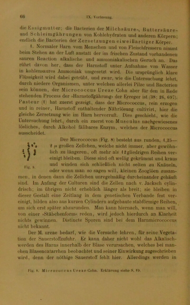 die Esaigmulter; die Hacterien der Milchsäure-, liuttersäure- und Schleimgährungen von Kolilehydraten und anderen Körpern; endlich die Bacterien der Zersetzungen ei weiß artiger Körper. I. Normaler Harn vom Menschen und von Fleischfressern nimmt beim Stehen an der Luft anstatt der im frischen Zustand vorhandenen sauren Reaction alkalische und ammoniakalischen Geruch an. Das rührt davon her, dass der Harnstoff unter Aufnahme von Wasser in kohlensaures Ammoniak lungesetzt wird. Die ursprünglich klare Flüssigkeit wird dabei getrübt, und zwar, wie die Untersuchung lehrt, durch niedere Organismen, unter welchen allerlei Pilze und Bacterien sein können, der Micrococcus Ureae Cohn aber für den in Rede stehenden Process der »Hariistoffgährung. der Erreger ist (38; 26, 697). Pasteur (1) hat zuerst gezeigt, dass der Micrococcus, rein erzogen und in reiner, Harnstoff enthaltender Nährlösung cultivirt, hier die gleiche Zersetzung wie im Harn hervorruft. Dies geschieht, wie die Untersuchung lehrt, durch ein zuerst von Musculus nachgewiesenes lösliches, durch Alkohol fällbares Enzym, welches der Micrococcus ausscheidet. Der Micrococcus (Fig. 8) besteht aus runden, 1,25— 2 u großen Zellchen, welche nicht immer, aber gewöhn- lich zu längeren, oft mehr als 12gliedrigen Reihen ver- einigt bleiben. Diese sind oft wellig gekrümmt und kraus und winden sich schließlich nicht selten zu Knäueln, oder wenn man so sagen will, kleinen Zooglöen zusam- men , in denen dann die Zellchen unregelmäßig durcheinander gehäuft sind. Im Anfang der Culturen sind die Zellen nach v. Jacksch cylin- drisch; im übrigen nicht erheblich länger als breit; sie bleiben in dieser Gestalt eine Zeitlang in dem genetischen Verbände fest ver- einigt, bilden also aus kurzen Cylindern aufgebaute stabförmige Reihen, um sich erst später abzurunden. Man kann hiernach, wenn man will, von einer »Stäbchenform« reden, wird jedoch hierdurch an Klarheit niclits gewinnen. Distincte Sporen sind bei dem Harnmicrococcus nicht bekannt. Der M. ureae bedarf, wie die Versuche lehren, für seine Vegeta- tion der Sauerstoffzufuhr. Er kann daher nicht wohl das Alkalisch- werden des Harns innerhalb der Blase verursachen, welches bei man- chen Blasencatarrhen beobachtet und seiner Einwirkung zugeschrieben wird, denn der nöthige Sauerstoff fehlt hier. Allerdings werden in l'iji. 8. M i c roco c c u s L'r e a c Cohn. Erklärung .siehe S. 19.