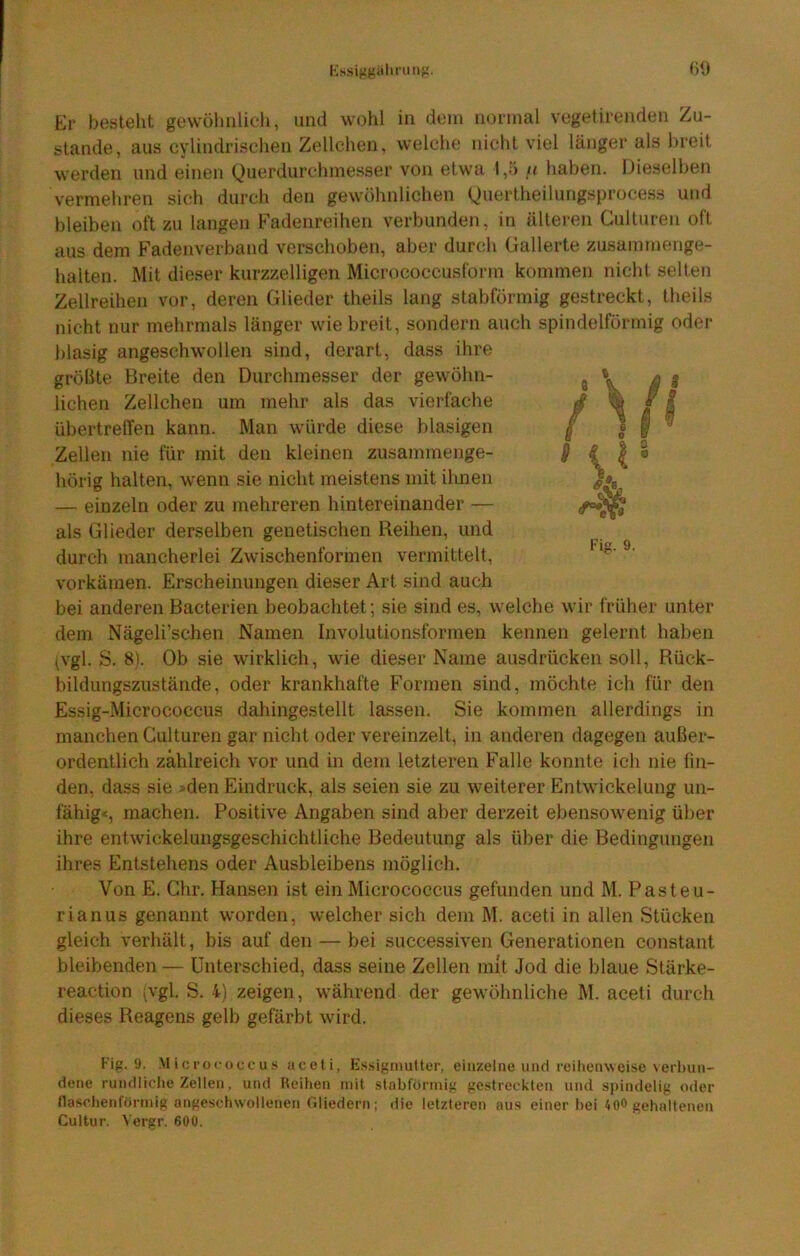 Er bestellt gewöhnlicli, und wohl in dem normal vegetirenden Zu- stande, aus cylindrischen Zellchen, welche nicht viel länger als breit werden und einen Querdurchmesser von etwa 1,6 /< haben. Dieselben vermehren sich durch den gewöhnlichen Quertheilungsprocess und bleiben oft zu langen Fadenreihen verbunden, in älteren Culturen oft aus dem Fadenverband verschoben, aber durch Gallerte zusammenge- halten. Mit dieser kurzzeiligen Micrococcusform kommen nicht seilen Zellreihen vor, deren Glieder theils lang stabformig gestreckt, theils nicht nur mehrmals länger wie breit, sondern auch spindelförmig oder blasig angeschwollen sind, derart, dass ihre größte Breite den Durchmesser der gewöhn- lichen Zellchen um mehr als das vierfache übertreffen kann. Man würde diese blasigen Zellen nie für mit den kleinen zusammenge- hörig halten, wenn sie nicht meistens mit ihnen — einzeln oder zu mehreren hintereinander — als Glieder derselben genetischen Reihen, und durch mancherlei Zwischenformen vermittelt, vorkämen. Erscheinungen dieser Art sind auch bei anderen Bacterien beobachtet; sie sind es, welche wir früher unter dem Nägeli’schen Namen Involutionsformen kennen gelernt haben ^vgl. S. 8). Ob sie wirklich, wie dieser Name ausdrücken soll, Rück- bildungszustände, oder krankhafte Formen sind, möchte ich für den Essig-Micrococcus dahingestellt lassen. Sie kommen allerdings in manchen Culturen gar nicht oder vereinzelt, in anderen dagegen außer- ordentlich zahlreich vor und in dem letzteren Falle konnte ich nie fin- den, dass sie »den Eindruck, als seien sie zu weiterer Entwickelung un- fähig«, machen. Positive Angaben sind aber derzeit ebensowenig über ihre entwickelungsgeschichtliche Bedeutung als über die Bedingungen ihres Entstehens oder Ausbleibens möglich. Von E. Chr. Hansen ist ein Micrococcus gefunden und M. Pasteu- rianus genannt worden, welcher sich dem M. aceti in allen Stücken gleich verhält, bis auf den — bei successiven Generationen constant bleibenden — Unterschied, dass seine Zellen mit Jod die blaue Stärke- reaction (vgl. S. 4) zeigen, während der gewöhnliche M. aceti durch dieses Reagens gelb gefärbt wird. Fig. 9. M io rorocc u s aceti, Essiginutter, einzelne und reihenweise verbun- dene rundliche Zellen, und Reihen mit stabformig gestreckten und spindelig oder tlaschenförmig angeschwollenen Ciliedern; die letzteren aus einer bei 40® gehaltenen Cultur. A'ergr. 600.