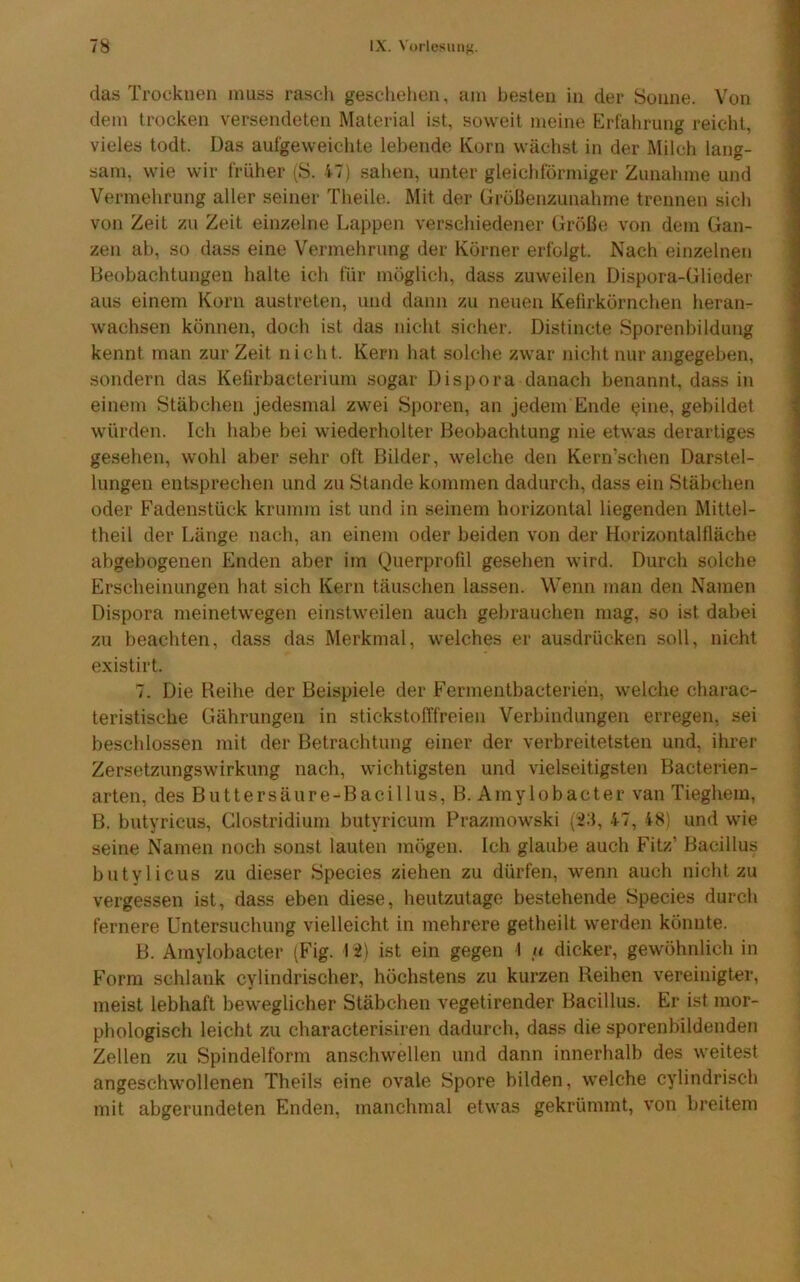 das Trocknen muss rasch geschehen, am besten in der Sonne. Von dem trocken versendeten Material ist, soweit meine P^rl'ahrung reicht, vieles todt. Das aulgeweichte lebende Korn wächst in der Milch lang- sam, wie wir früher (S. 47) sahen, unter gleichförmiger Zunahme und Vermehrung aller seiner Theile. Mit der GröBenzunahme trennen sich von Zeit zu Zeit einzelne Lappen verschiedener Größe von dem Gan- zen ab, so dass eine Vermehrung der Körner erfolgt. Nach einzelnen Beobachtungen halte ich für möglich, dass zuweilen Dispora-Glieder aus einem Korn austreten, und dann zu neuen Kelirkörnchen heran- wachsen können, doch ist das nicht sicher. Distincte Sporenbildung kennt man zur Zeit nicht. Kern hat solche zwar nicht nur angegeben, sondern das Kelirbacterium sogar Dispora danach benannt, dass in einem Stäbchen jedesmal zwei Sporen, an jedem Ende ^ine, gebildet würden. Ich habe bei wiederholter Beobachtung nie etwas derartiges gesehen, wohl aber sehr oft Bilder, welche den Kern’schen Darstel- lungen entsprechen und zu Stande kommen dadurch, dass ein Stäbchen oder Fadenstück krumm ist und in seinem horizontal liegenden Mittel- theil der Länge nach, an einem oder beiden von der Horizontalfläche abgebogenen Enden aber im Querprofd gesehen wird. Durch solche Erscheinungen hat sich Kern täuschen lassen. Wenn man den Namen Dispora meinetwegen einstweilen auch ge))rauchen mag, so ist dabei zu beachten, dass das Merkmal, welches er ausdrücken soll, nicht existirt. 7. Die Reihe der Beispiele der Fermentbacterien, welche charac- teristisclie Gährungen in stickstofffreien Verbindungen erregen, sei beschlossen mit der Betrachtung einer der verbreitetsten und, ihrer Zersetzungswirkung nach, wichtigsten und vielseitigsten Bacterien- arten, des Buttersäure-Bacillus, B. Amylobacter van Tieghem, B. bntyricus, Clostridium butyricum Prazmowski (i3, 47, 48) und wie seine Namen noch sonst lauten mögen. Ich glaube auch Fitz’ Bacillus bntylicus zu dieser Species ziehen zu dürfen, wenn auch nicht zu vergessen ist, dass eben diese, heutzutage bestehende Species durch fernere Untersuchung vielleicht in mehrere getheilt werden könnte. B. Amylobacter (Fig. 12) ist ein gegen 1 u dicker, gewöhnlich in Form schlank cylindrischer, höchstens zu kurzen Reihen vereinigter, meist lebhaft beweglicher Stäbchen vegetirender Bacillus. Er ist mor- phologisch leicht zu characterisiren dadurch, dass die sporenbildenden Zellen zu Spindelform anschwellen und dann innerhalb des weitest angeschwollenen Theils eine ovale Spore bilden, welche cylindrisch mit abgerundeten Enden, manchmal etwas gekrümmt, von breitem