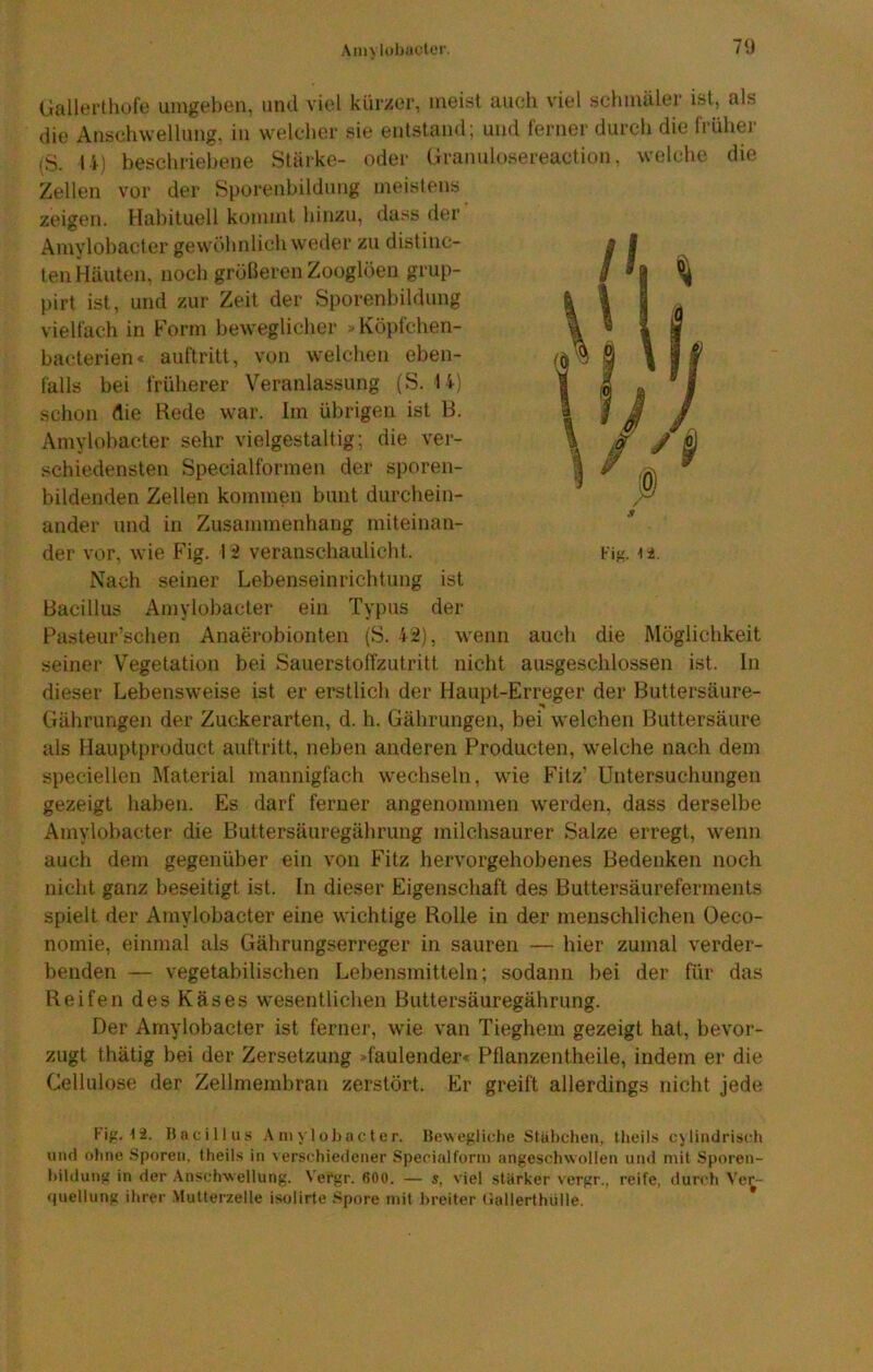 Aiin lobiicter. 7<J liallerthofe umgeben, imcl viel kürzer, meist auch viel .schmäler i.sl, als die Anschwellung, in welcher .sie entstand; und ferner durch die frühei* (S. l i) beschriebene Stärke- oder (Iranulosereaction, welche die Zellen vor der Sporenbildnng meistens zeigen. Habituell kommt hinzu, dass der Amylobacter gewöhnlich weder zu distinc- ten Häuten, noch größeren Zooglöeii grup- pirt ist, und zur Zeit der Sporenbildung vielfach in Form beweglicher »Köpfchen- bacterien« auftritt, von welchen eben- falls bei früherer Veranlassung (S. 14) schon die Hede war. Im übrigen ist B. Amylobacter sehr vielgestaltig; die ver- .schiedensten Specialformen der sporen- bildenden Zellen kommen bunt durchein- ander und in Zusammenhang miteinan- der vor, wie Fig. 12 veranschaulicht. Nach seiner Lebenseinrichtung ist Bacillus Amylobacter ein Typus der Pasteur’schen Anaerobionten (S. 42), wenn auch die Möglichkeit seiner Vegetation bei Sauerstoffzutritt nicht ausgeschlossen ist. In dieser Lebensweise ist er erstlich der Haupt-Erreger der Buttersäure- Gährungen der Zuckerarten, d. h. Gährungen, bei welchen Buttersäure als Hauptproduct auftritt, neben anderen Producten, welche nach dem speciellen Material mannigfach wechseln, wie Fitz’ Untersuchungen gezeigt haben. Es darf ferner angenommen werden, dass derselbe Amylobacter die Buttersäuregährung milchsaurer Salze erregt, wenn auch dem gegenüber ein von Fitz hervorgehobenes Bedenken noch nicht ganz beseitigt ist. In dieser Eigenschaft des Buttersäureferments spielt der Amylobacter eine wichtige Rolle in der menschlichen Oeco- nomie, einmal als Gährungserreger in sauren — hier zumal verder- benden — vegetabilischen Lebensmitteln; sodann bei der für das Reifen des Käses wesentlichen Buttersäuregährung. Der Amylobacter ist ferner, wie van Tieghem gezeigt hat, bevor- zugt thätig bei der Zersetzung >faulender« Pflanzentheile, indem er die Cellulose der Zellmembran zerstört. Er greift allerdings nicht jede Fiff. 12. Bacillus .\ m y 1 oJi ac t e r. Bewegliche Stübchen, thcils cylindrisch und ohne Sporen, theils in verschiedener Specialforni angeschwollen und mit Sporen- hildung in der Anschwellung. Vei*gr. 600. — s, viel stärker vergr., reife, durch Ver- «piellung ihrer Mutterzelle isrdirte Spore mit Breiter (lallerthülle. *