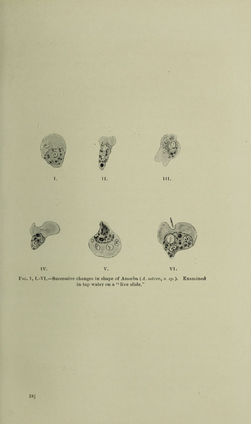 HI. Fig. 1, 1.-VI.—Successive changes in shape of Amoeba (A. ostrea, n. sp.). Examined in tap water on a “live slide.” 18]