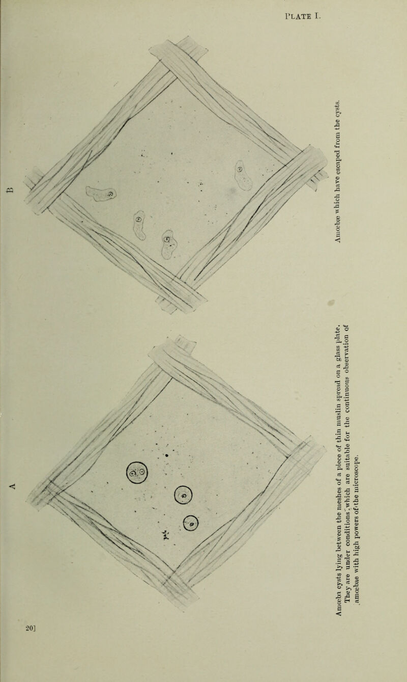 20] Amoeba cysts lying between the meshes of a piece of thin muslin spi'ead on a glass plate. Amoebae which have escaped fi’om the cysts. They are under conditions’iwhich are suitable for the continuous observation of amoebae with high powers of'tbe microscope.