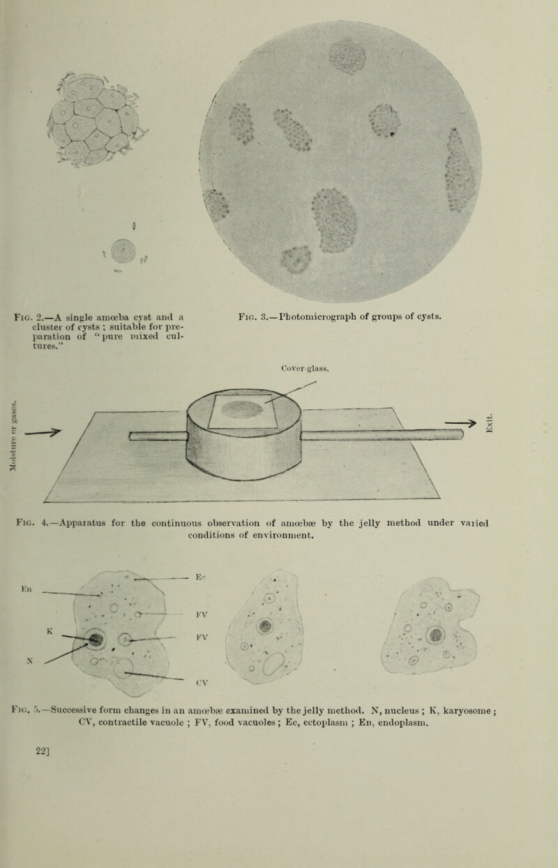 .1.1 .I.UUSI..K Fig. 2.—a sinple amcel)a cyst and a Fig, 3.—Pbotomicrograph of groups of cysts, cluster of cysts ; suitable for pre- paration of “ pure mixed cul- tures.” Cover-glass. i c Fig. 4.—Apparatus for the continuous observation of ainoebse by the jelly method under varied conditions of environment. Fig. ■).—Successive form changes in an amoebae examined by the jelly method. N, nucleus ; K, karyosome ; CV, contractile vacuole ; FY. food vacuoles ; Ec, ectoplasm ; En, endoplasm. 22] E.xit.
