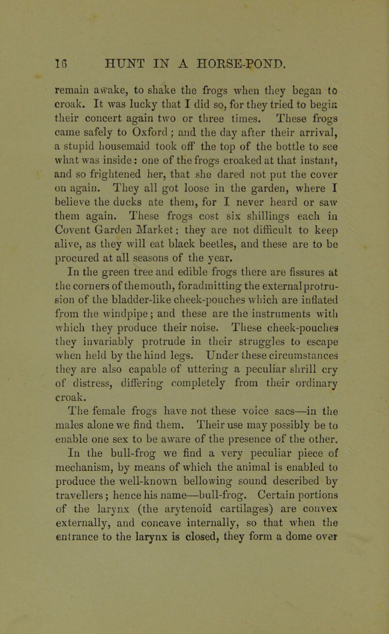 remain a\vake, to shake the frogs when they began to croak. It was lucky that I did so, for they tried to begin their concert again two or three times. These frogs came safely to Oxford ; and the day after their arrival, a stupid housemaid took off the top of the bottle to see what was inside: one of the frogs croaked at that instant, and so frightened her, that she dared not put the cover on again. They all got loose in the garden, where I believe the ducks ate them, for I never heard or saw them again. These frogs cost six shillings each in Covent Garden Market; they are not difficult to keep alive, as they will eat black beetles, and these are to be procured at all seasons of the year. In the green tree and edible frogs there are fissures at the corners of themouth, foradmitting the external protru- sion of the bladder-like cheek-pouches which are inflated from the windpipe; and these are the instruments with which they produce their noise. These cheek-pouches they invariably protrude in their struggles to escape when held by the hind legs. Under these circumstances they are also capable of uttering a peculiar shrill cry of distress, differing completely from their ordinary croak. The female frogs have not these voice sacs—in the males alone we find them. Their use may possibly be to enable one sex to be aware of the presence of the other. In the bull-frog we find a very peculiar piece of mechanism, by means of which the animal is enabled to produce the well-known bellowing sound described by travellers; hence his name—bull-frog. Certain portions of the larynx (the arytenoid cartilages) are convex externally, and concave internally, so that when the entrance to the larynx is closed, they form a dome over