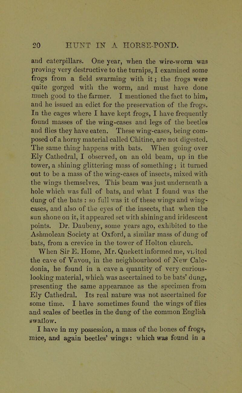 and caterpillars. One year, when the wire-worm was proving very destructive to the turnips, I examined some frogs from a field swarming with it; the frogs were quite gorged with the worm, and must have done much good to the farmer. I mentioned the fact to him, and he issued an edict for the preservation of the frogs. In the cages where I have kept frogs, I have frequently found masses of the wing-cases and legs of the beetles and flies they have eaten. These wing-cases, being com- posed of a horny material called Chitine, are not digested. The same thing happens with bats. When going over Ely Cathedral, I observed, on an old beam, up in the tower, a shining glittering mass of something; it turned out to be a mass of the wing-cases of insects, mixed with the wings themselves. This beam was just underneath a hole which was full of bats, and what I found was the dung of the bats : so full was it of these wings and wing- cases, and also of the eyes of the insects, that when the sun shone on it, it appeared set with shining and iridescent points. Dr. Daubeny, some years ago, exhibited to the Ashmolean Society at Oxford, a similar mass of dung of bats, from a crevice in the tower of Holton church. When Sir E. Home, Mr. Quekett informed me, vi.-ited the cave of Yavou, in the neighbourhood of New Cale- donia, he found in a cave a quantity of very curious- looking material, which was ascertained to be bats’ dung, presenting the same appearance as the specimen from Ely Cathedral. Its real nature was not ascertained for some time. I have sometimes found the wings of flies and scales of beetles in the dung of the common English swallow. I have in my possession, a mass of the bones of frogs, mice, and again beetles’ wings: which was found in a