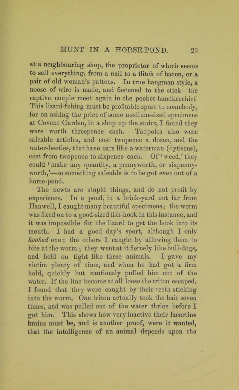 at a neighbouring shop, the proprietor of which seems to sell every tiling, from a nail to a flitch of bacon, or a pair of old woman’s pattens. In true hangman style, a noose of wire is made, and fastened to the stick—the captive couple meet again in the pocket-handkerchief. This lizard-fishing must be profitable sport to somebody, for on asking the price of some medium-sized specimens at Covent Garden, in a shop up the stairs, I found they were worth threepence each. Tadpoles also were saleable articles, and cost twopence a dozen, and the water-beetles, that have oars like a waterman (dytiscus), cost from twopence to sixpence each. Of ‘ weed,’ they could ‘ make any quantity, a pennyworth, or sixpenny- worth,’—so something saleable is to be got even out of a horse-pond. The newts are stupid things, and do not profit by experience. In a pond, in a brick-yard not far from Hauwell, I caught many beautiful specimens : the worm was fixed on to a good-sized fish-hook in this instance, and it was impossible for the lizard to get the hook into its mouth. I had a good day’s sport, although I only hooked one ; the others I caught by allowing them to bite at the worm ; they went at it fiercely like bull-dogs, and held on tight like these animals. I gave my victim plenty of time, and when he had got a firm hold, quickly but cautiously pulled him out of the water. If the line became at all loose the triton escaped. I found that they were caught by their teeth sticking into the worm. One triton actually took the bait seven times, and was pulled out of the water thrice before I got him. This shows how very inactive their lacertine brains must be, and is another proof, were it wanted, that the intelligence of an animal depends upon the