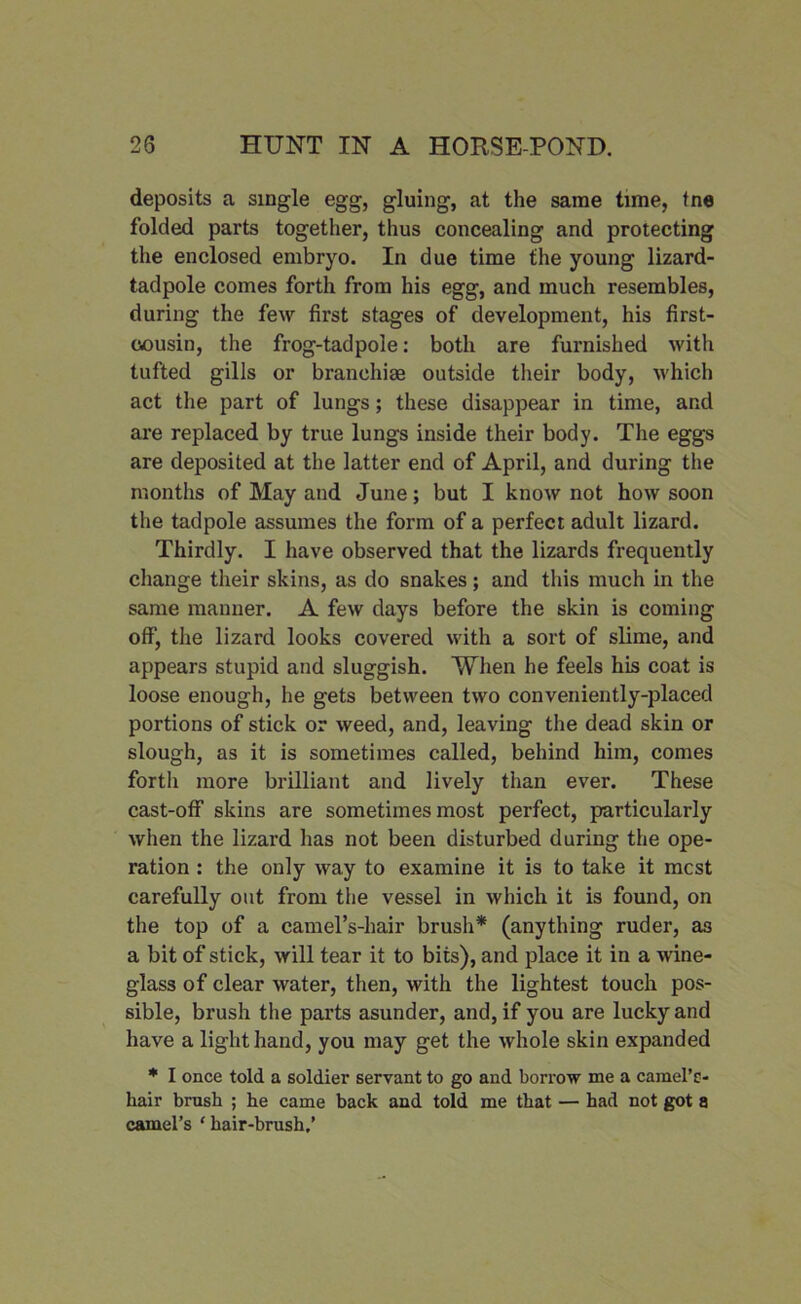 deposits a single egg, gluing, at the same tune, tne folded parts together, thus concealing and protecting the enclosed embryo. In due time the young lizard- tadpole comes forth from his egg, and much resembles, during the few first stages of development, his first- cousin, the frog-tadpole: both are furnished with tufted gills or branchiae outside their body, which act the part of lungs; these disappear in time, and are replaced by true lungs inside their body. The eggs are deposited at the latter end of April, and during the months of May and June; but I know not how soon the tadpole assumes the form of a perfect adult lizard. Thirdly. I have observed that the lizards frequently change their skins, as do snakes; and this much in the same manner. A few days before the skin is coming off, the lizard looks covered with a sort of slime, and appears stupid and sluggish. When he feels his coat is loose enough, he gets between two conveniently-placed portions of stick or weed, and, leaving the dead skin or slough, as it is sometimes called, behind him, comes forth more brilliant and lively than ever. These cast-off skins are sometimes most perfect, particularly when the lizard has not been disturbed during the ope- ration : the only way to examine it is to take it mcst carefully out from the vessel in which it is found, on the top of a camel’s-hair brush* (anything ruder, a3 a bit of stick, will tear it to bits), and place it in a wine- glass of clear water, then, with the lightest touch pos- sible, brush the parts asunder, and, if you are lucky and have a light hand, you may get the whole skin expanded * I once told a soldier servant to go and borrow me a camel’s- hair brush ; he came back and told me that — had not got a camel’s ’hair-brush.’