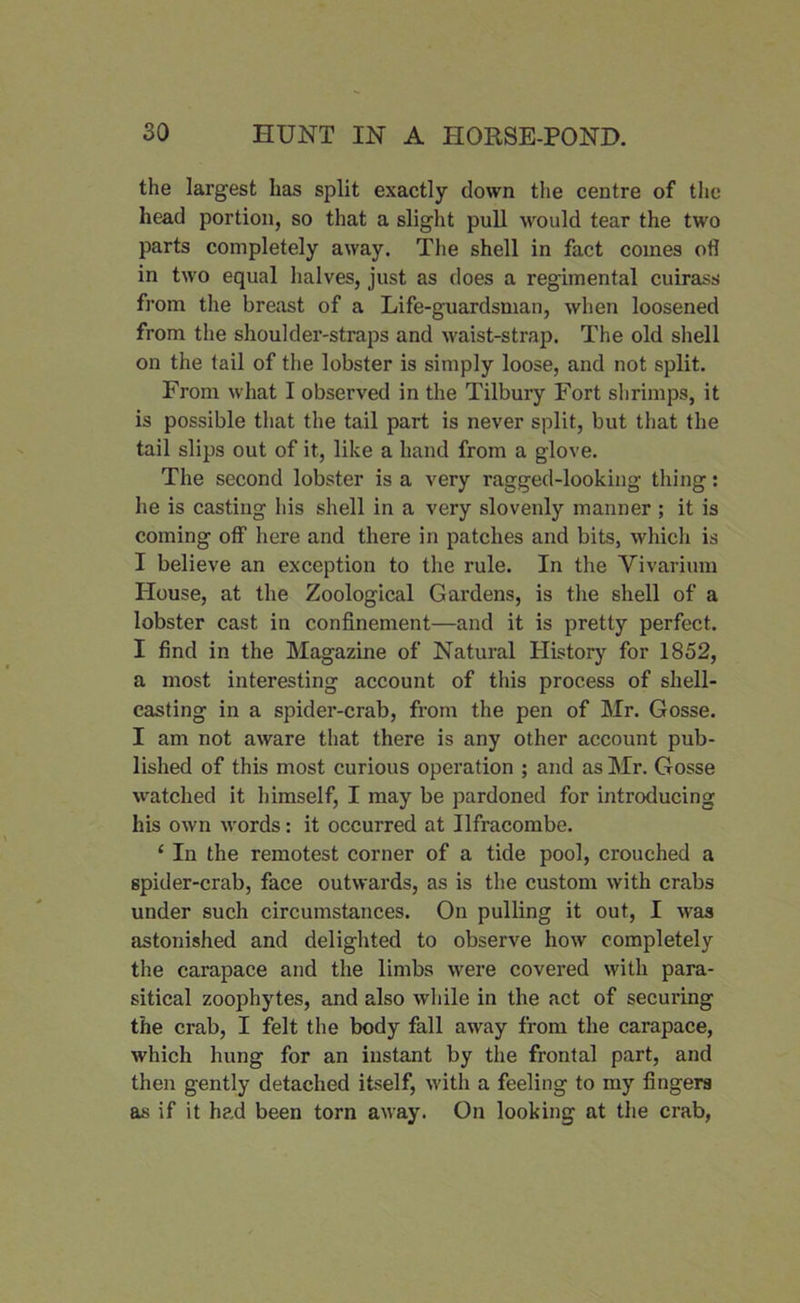 the largest has split exactly down the centre of the head portion, so that a slight pull would tear the two parts completely away. The shell in fact comes ofl in two equal halves, just as does a regimental cuirass from the breast of a Life-guardsman, when loosened from the shoulder-straps and waist-strap. The old shell on the tail of the lobster is simply loose, and not split. From what I observed in the Tilbury Fort shrimps, it is possible that the tail part is never split, but that the tail slips out of it, like a hand from a glove. The second lobster is a very ragged-looking thing: he is casting his shell in a very slovenly manner ; it is coming off here and there in patches and bits, which is I believe an exception to the rule. In the Vivarium House, at the Zoological Gardens, is the shell of a lobster cast in confinement—and it is pretty perfect. I find in the Magazine of Natural History for 1852, a most interesting account of this process of shell- casting in a spider-crab, from the pen of Mr. Gosse. I am not aware that there is any other account pub- lished of this most curious operation ; and as Mr. Gosse watched it himself, I may be pardoned for introducing his own words: it occurred at Ilfracombe. ‘ In the remotest corner of a tide pool, crouched a spider-crab, face outwards, as is the custom with crabs under such circumstances. On pulling it out, I was astonished and delighted to observe how completely the carapace and the limbs were covered with para- sitical zoophytes, and also while in the act of securing the crab, I felt the body fall away from the carapace, which hung for an instant by the frontal part, and then gently detached itself, with a feeling to my fingers as if it had been torn away. On looking at the crab,