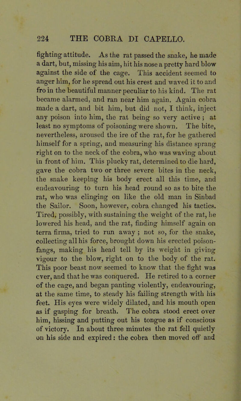 fighting attitude. As the rat passed the snake, he made a dart, but, missing his aim, hit his nose a pretty hard blow against the side of the cage. This accident seemed to anger him, for he spread out his crest and waved it to and fro in the beautiful manner peculiar to his kind. The rat became alarmed, and ran near him again. Again cobra made a dart, and bit him, but did not, I think, inject any poison into him, the rat being so very active ; at least no symptoms of poisoning were shown. The bite, nevertheless, aroused the ire of the rat, for he gathered himself for a spring, and measuring his distance sprang right on to the neck of the cobra, who was waving about in front of him. This plucky rat, determined to die hard, gave the cobra two or three severe bites in the neck, the snake keeping his body erect all this time, and endeavouring to turn his head round so as to bite the rat, who was clinging on like the old man in Sinbad the Sailor. Soon, however, cobra changed his tactics. Tired, possibly, with sustaining the weight of the rat, he lowered his head, and the rat, finding himself again on terra firrna, tried to run away ; not so, for the snake, collecting all his force, brought down his erected poison- fangs, making his head tell by its weight in giving vigour to the blow, right on to the body of the rat. This poor beast now seemed to know that the fight was ever, and that he was conquered. He retired to a corner of the cage, and began panting violently, endeavouring, at the same time, to steady his failing strength with his feet. His eyes were widely dilated, and his mouth open as if gasping for breath. The cobra stood erect over him, hissing and putting out his tongue as if conscious of victory. In about three minutes the rat fell quietly on his side and expired : the cobra then moved off and