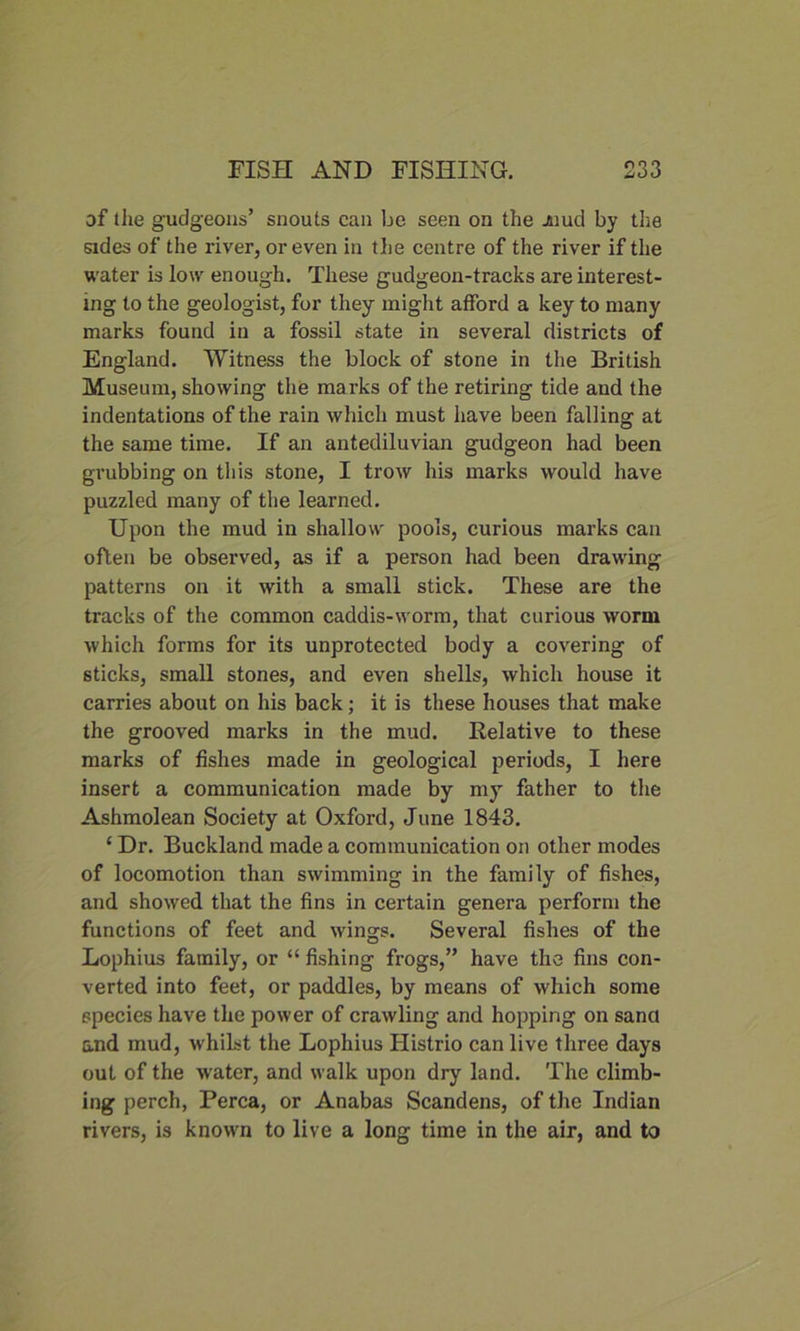 of the gudgeons’ snouts can be seen on the jnud by the sides of the river, or even in the centre of the river if the water is low enough. These gudgeon-tracks are interest- ing to the geologist, for they might afford a key to many marks found in a fossil state in several districts of England. Witness the block of stone in the British Museum, showing the marks of the retiring tide and the indentations of the rain which must have been falling at the same time. If an antediluvian gudgeon had been grubbing on this stone, I trow his marks would have puzzled many of the learned. Upon the mud in shallow pools, curious marks can often be observed, as if a person had been drawing patterns on it with a small stick. These are the tracks of the common caddis-worm, that curious worm which forms for its unprotected body a covering of sticks, small stones, and even shells, which house it carries about on his back; it is these houses that make the grooved marks in the mud. Relative to these marks of fishes made in geological periods, I here insert a communication made by my father to the Ashmolean Society at Oxford, June 1843. ‘ Dr. Buckland made a communication on other modes of locomotion than swimming in the family of fishes, and showed that the fins in certain genera perform the functions of feet and wings. Several fishes of the Lophius family, or “ fishing frogs,” have the fins con- verted into feet, or paddles, by means of which some species have the power of crawling and hopping on sana and mud, whilst the Lophius Histrio can live three days out of the water, and walk upon dry land. The climb- ing perch, Perea, or Anabas Scandens, of the Indian rivers, is known to live a long time in the air, and to