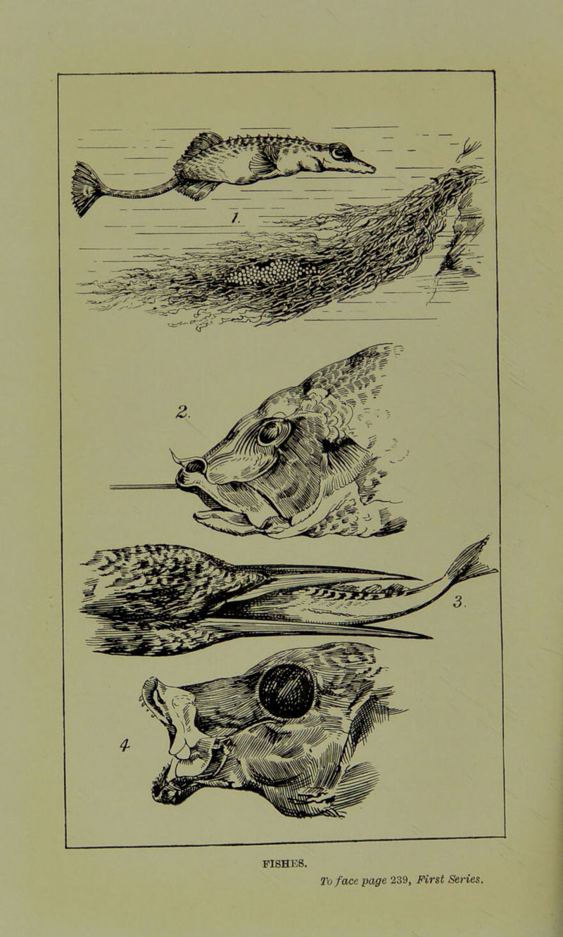 To face page 239, First Series.