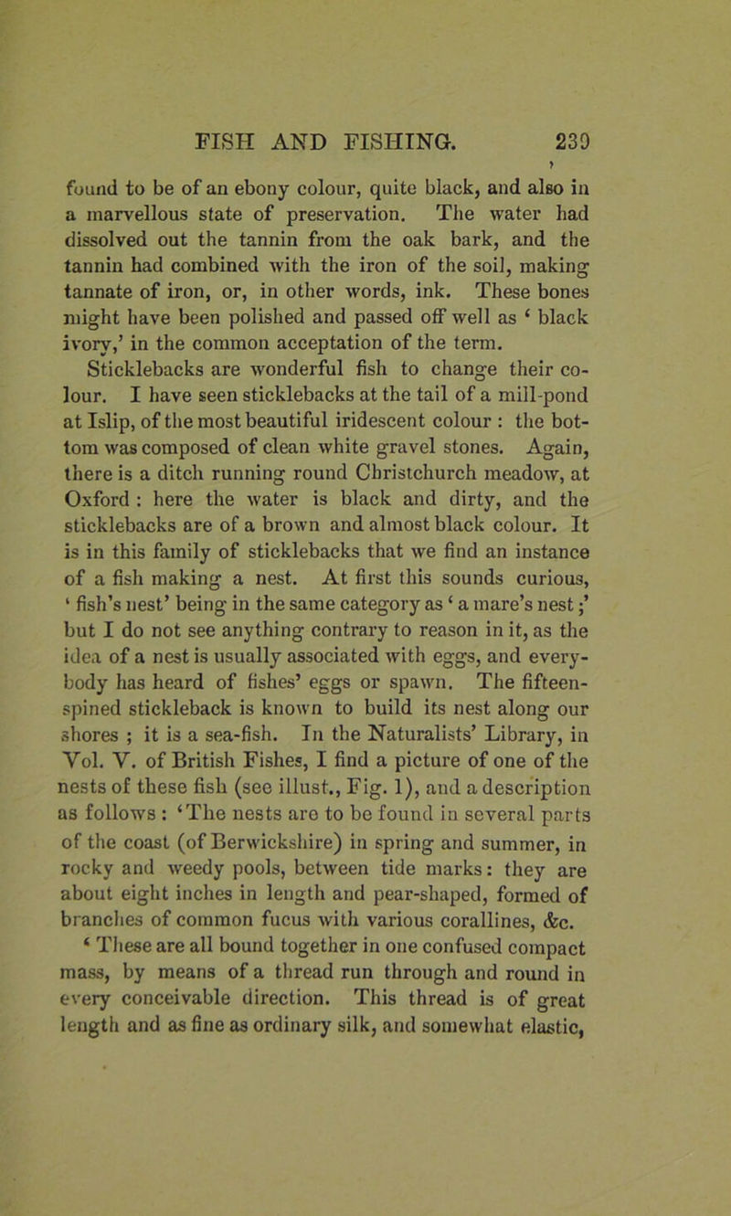 found to be of an ebony colour, quite black, and also in a marvellous state of preservation. The water had dissolved out the tannin from the oak bark, and the tannin had combined with the iron of the soil, making tannate of iron, or, in other words, ink. These bones might have been polished and passed off well as ‘ black ivory,’ in the common acceptation of the term. Sticklebacks are wonderful fish to change their co- lour. I have seen sticklebacks at the tail of a mill-pond at Islip, of the most beautiful iridescent colour : the bot- tom was composed of clean white gravel stones. Again, there is a ditch running round Christchurch meadow, at Oxford : here the water is black and dirty, and the sticklebacks are of a brown and almost black colour. It is in this family of sticklebacks that we find an instance of a fish making a nest. At first this sounds curious, 1 fish’s nest’ being in the same category as ‘ a mare’s nest but I do not see anything contrary to reason in it, as the idea of a nest is usually associated with eggs, and every- body has heard of fishes’ eggs or spawn. The fifteen- spined stickleback is known to build its nest along our shores ; it is a sea-fish. In the Naturalists’ Library, in Yol. Y. of British Fishes, I find a picture of one of the nests of these fish (see illust., Fig. 1), and a description as follows : ‘The nests are to be found in several parts of the coast (of Berwickshire) in spring and summer, in rocky and weedy pools, between tide marks: they are about eight inches in length and pear-shaped, formed of branches of common fucus with various corallines, &c. ‘ These are all bound together in one confused compact mass, by means of a thread run through and round in every conceivable direction. This thread is of great length and as fine as ordinary silk, and somewhat elastic,