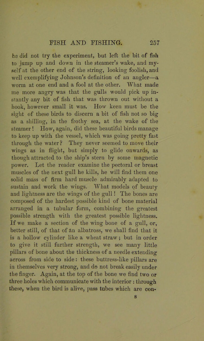 ha did not try the experiment, but left the bit of fish to jump up and down in the steamer’s wake, and my- self at the other end of the string, looking foolish, and well exemplifying Johnson’s definition of an angler—a worm at one end and a fool at the other. What made me more angry was that the gulls would pick up in- stantly any bit of fish that was thrown out without a hook, however small it was. How keen must be the sight of these birds to discern a bit of fish not so big as a shilling, in the frothy sea, at the wake of the steamer! How, again, did these beautiful birds manage to keep up with the vessel, which was going pretty fast through the water ? They never seemed to move their wings as in flight, but simply to glide onwards, as though attracted to the ship’s stern by some magnetic power. Let the reader examine the pectoral or breast muscles of the next gull he kills, he will find them one solid mass of firm hard muscle admirably adapted to sustain and work the wings. What models of beauty and lightness are the wings of the gull! The bones are composed of the hardest possible kind of bone material arranged in a tubular form, combining the greatest possible strength with the greatest possible lightness. If we make a section of the wing bone of a gull, or, better still, of that of an albatross, we shall find that it is a hollow cylinder like a wheat straw; but in order to give it still further strength, wre see many little pillars of bone about the thickness of a needle extending across from side to side: these buttress-like pillars are in themselves very strong, and do not break easily under the finger. Again, at the top of the bone we find two or three holes which communicate with the interior : through these, when the bird is alive, pass tubes which are con- s