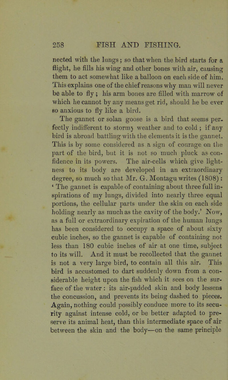 nected with the lungs; so that when the bird starts for & flight, he fills his wing and other bones with air, causing them to act somewhat like a balloon on each side of him. This explains one of the chief reasons why man will never be able to fly ; his arm bones are filled with marrow of which he cannot by any means get rid, should he be ever so anxious to fly like a bird. The gannet or solan goose is a bird that seems per. fectly indifferent to storm} weather and to cold ; if any bird is abroad battling with the elements it is the gannet. This is by some considered as a sign of courage on the part of the bird, but it is not so much pluck as con- fidence in its powers. The air-cells which give light- ness to its body are developed in an extraordinary degree, so much so that Mr. G. Montagu writes (1808) : ‘ The gannet is capable of containing about three full in- spirations of my lungs, divided into nearly three equal portions, the cellular parts under the skin on each side holding nearly as much as the cavity of the body.’ Now, as a full or extraordinary expiration of the human lungs has been considered to occupy a space of about sixty cubic inches, so the gannet is capable of containing not less than 180 cubic inches of air at one time, subject to its will. And it must be recollected that the gannet is not a very large bird, to contain all this air. This bird is accustomed to dart suddenly down from a con- siderable height upon the fish which it sees on the sur- face of the water : its air-padded skin and body lessens the concussion, and prevents its being dashed to pieces. Again, nothing could possibly conduce more to its secu- rity against intense cold, or be better adapted to pre- serve its animal heat, than this intermediate space of air between the skin and the body—on the same principle