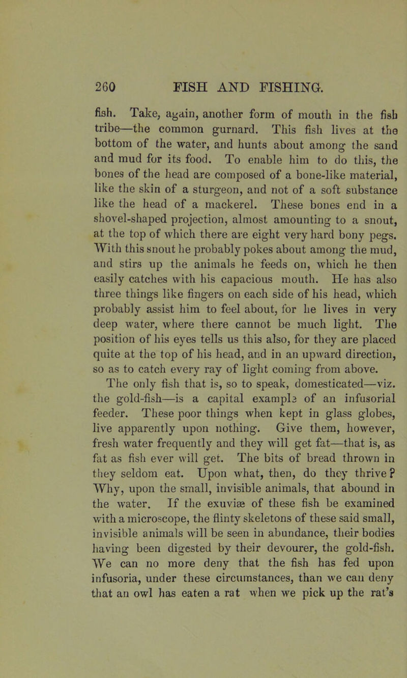 fish. Take, again, another form of mouth in the fish tribe—the common gurnard. This fish lives at the bottom of the water, and hunts about among the sand and mud for its food. To enable him to do this, the bones of the head are composed of a bone-like material, like the skin of a sturgeon, and not of a soft substance like the head of a mackerel. These bones end in a shovel-shaped projection, almost amounting to a snout, at the top of which there are eight very hard bony pegs. With this snout he probably pokes about among the mud, and stirs up the animals he feeds on, which he then easily catches with his capacious mouth. He has also three things like fingers on each side of his head, which probably assist him to feel about, for he lives in very deep water, where there cannot be much light. The position of his eyes tells us this also, for they are placed quite at the top of his head, and in an upward direction, so as to catch every ray of light coming from above. The only fish that is, so to speak, domesticated—viz. the gold-fish—is a capital example of an infusorial feeder. These poor things when kept in glass globes, live apparently upon nothing. Give them, however, fresh water frequently and they will get fat—that is, as fat as fish ever will get. The bits of bread thrown in they seldom eat. Upon what, then, do they thrive ? Why, upon the small, invisible animals, that abound in the water. If the exuviae of these fish be examined with a microscope, the flinty skeletons of these said small, invisible animals will be seen in abundance, their bodies having been digested by their devourer, the gold-fish. We can no more deny that the fish has fed upon infusoria, under these circumstances, than we can deny that an owl lias eaten a rat when wre pick up the rat’s