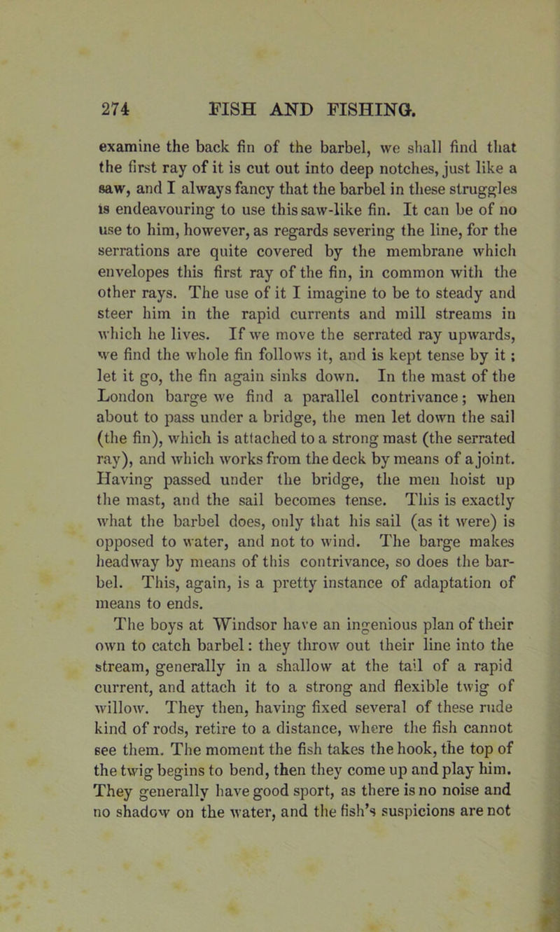 examine the back fin of the barbel, we shall find that the first ray of it is cut out into deep notches, just like a saw, and I always fancy that the barbel in these struggles is endeavouring to use this saw-like fin. It can be of no use to him, however, as regards severing the line, for the serrations are quite covered by the membrane which envelopes this first ray of the fin, in common with the other rays. The use of it I imagine to be to steady and steer him in the rapid currents and mill streams in which he lives. If we move the serrated ray upwards, Mre find the whole fin follows it, and is kept tense by it ; let it go, the fin again sinks down. In the mast of the London barge we find a parallel contrivance; when about to pass under a bridge, the men let down the sail (the fin), which is attached to a strong mast (the serrated ray), and which works from the deck by means of a joint. Having passed under the bridge, the men hoist up the mast, and the sail becomes tense. This is exactly what the barbel does, only that his sail (as it were) is opposed to water, and not to wind. The barge makes headway by means of this contrivance, so does the bar- bel. This, again, is a pretty instance of adaptation of means to ends. The boys at Windsor have an ingenious plan of their own to catch barbel: they throw out their line into the stream, generally in a shallow at the tail of a rapid current, and attach it to a strong and flexible twig of willow. They then, having fixed several of these rude kind of rods, retire to a distance, where the fish cannot see them. The moment the fish takes the hook, the top of the twig begins to bend, then they come up and play him. They generally have good sport, as there is no noise and no shadow on the water, and the fish’s suspicions are not