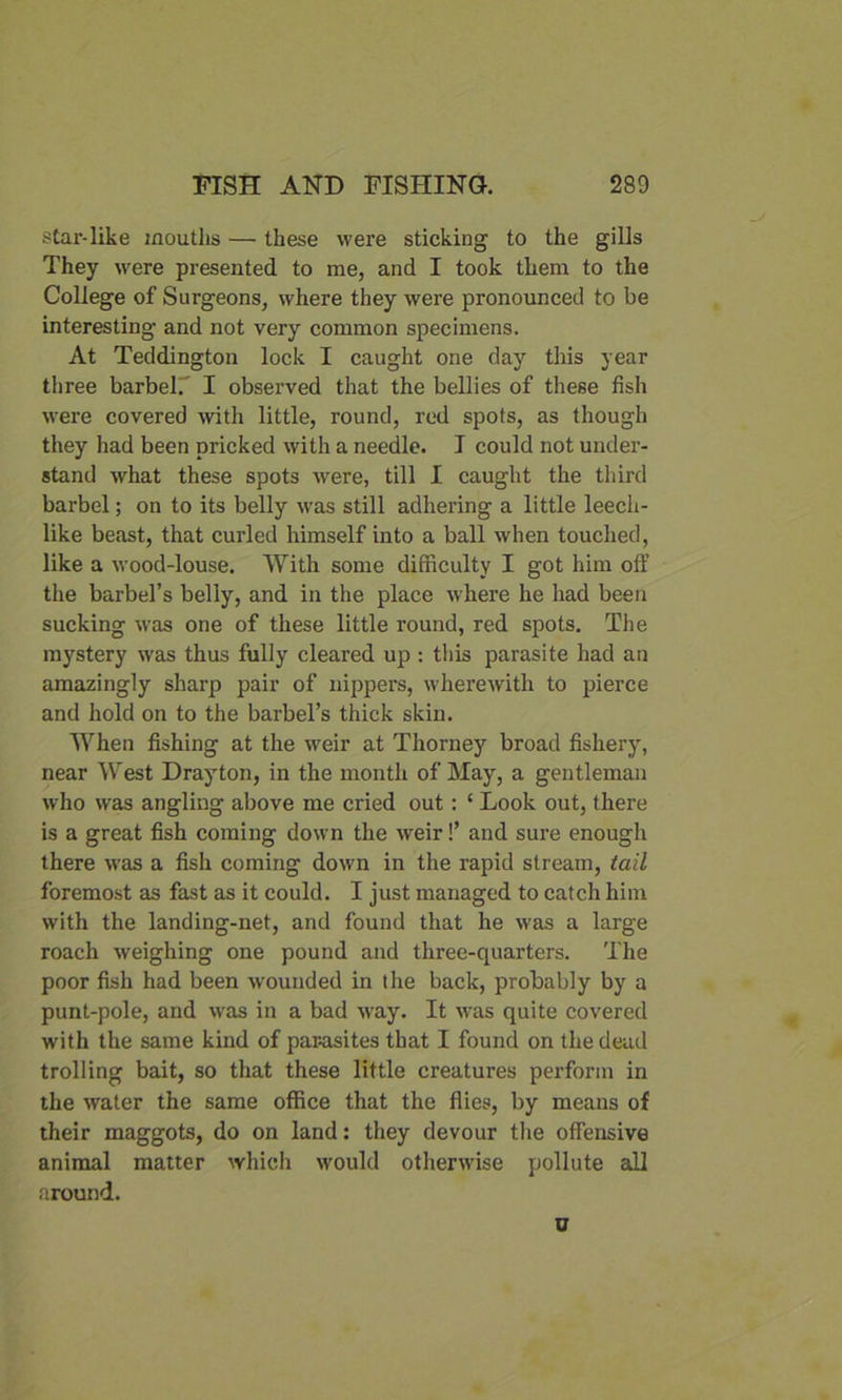 star-like mouths — these were sticking to the gills They were presented to me, and I took them to the College of Surgeons, where they were pronounced to be interesting and not very common specimens. At Teddington lock I caught one day this year three barbel. I observed that the bellies of these fish were covered with little, round, red spots, as though they had been pricked with a needle. I could not under- stand what these spots Avere, till I caught the third barbel; on to its belly was still adhering a little leech- like beast, that curled himself into a ball when touched, like a wood-louse. With some difficulty I got him off the barbel’s belly, and in the place where he had been sucking was one of these little round, red spots. The mystery was thus fully cleared up : this parasite had an amazingly sharp pair of nippers, wherewith to pierce and hold on to the barbel’s thick skin. When fishing at the weir at Thorney broad fishery, near West Drayton, in the month of May, a gentleman who was angling above me cried out: ‘ Look out, there is a great fish coming down the weir!’ and sure enough there was a fish coming down in the rapid stream, tail foremost as fast as it could. I just managed to catch him with the landing-net, and found that he was a large roach weighing one pound and three-quarters. The poor fish had been wounded in the back, probably by a punt-pole, and was in a bad wray. It was quite covered with the same kind of par-asites that I found on the dead trolling bait, so that these little creatures perforin in the water the same office that the flies, by means of their maggots, do on land: they devour the offensive animal matter which would otherwise pollute all around. u