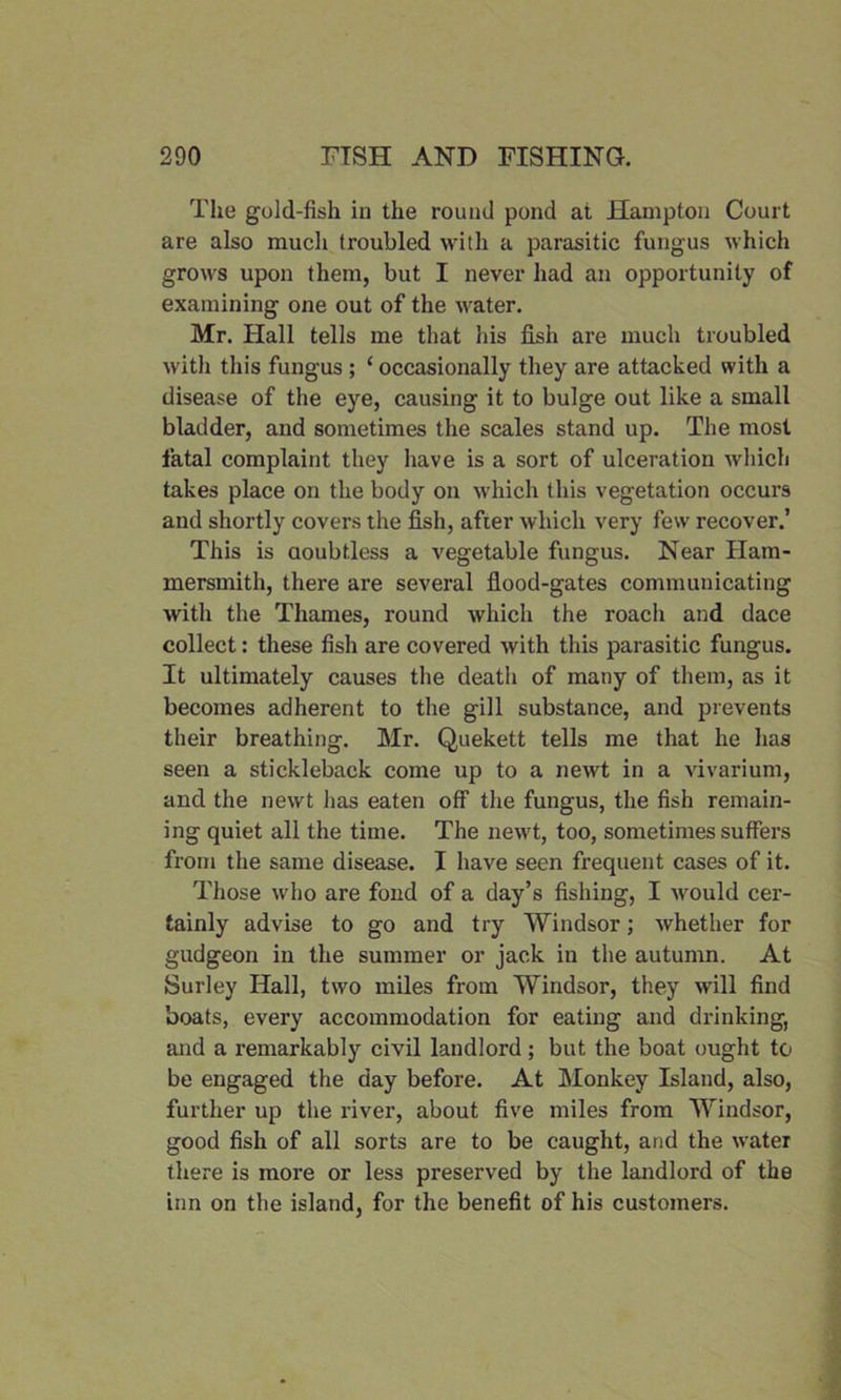 The gold-fish in the round pond at Hampton Court are also much troubled with a parasitic fungus which grows upon them, but I never had an opportunity of examining one out of the water. Mr. Hall tells me that his fish are much troubled with this fungus ; ‘occasionally they are attacked with a disease of the eye, causing it to bulge out like a small bladder, and sometimes the scales stand up. The most fatal complaint they have is a sort of ulceration which takes place on the body on which this vegetation occurs and shortly covers the fish, after which very few recover.’ This is aoubtless a vegetable fungus. Near Ham- mersmith, there are several flood-gates communicating with the Thames, round which the roach and dace collect: these fish are covered with this parasitic fungus. It ultimately causes the death of many of them, as it becomes adherent to the gill substance, and prevents their breathing. Mr. Quekett tells me that he has seen a stickleback come up to a newt in a vivarium, and the newt has eaten off the fungus, the fish remain- ing quiet all the time. The newt, too, sometimes suffers from the same disease. I have seen frequent cases of it. Those who are fond of a day’s fishing, I would cer- tainly advise to go and try Windsor; whether for gudgeon in the summer or jack in the autumn. At Surley Hall, two miles from Windsor, they will find boats, every accommodation for eating and drinking, and a remarkably civil landlord ; but the boat ought to be engaged the day before. At Monkey Island, also, further up the river, about five miles from Windsor, good fish of all sorts are to be caught, and the water there is more or less preserved by the landlord of the inn on the island, for the benefit of his customers.