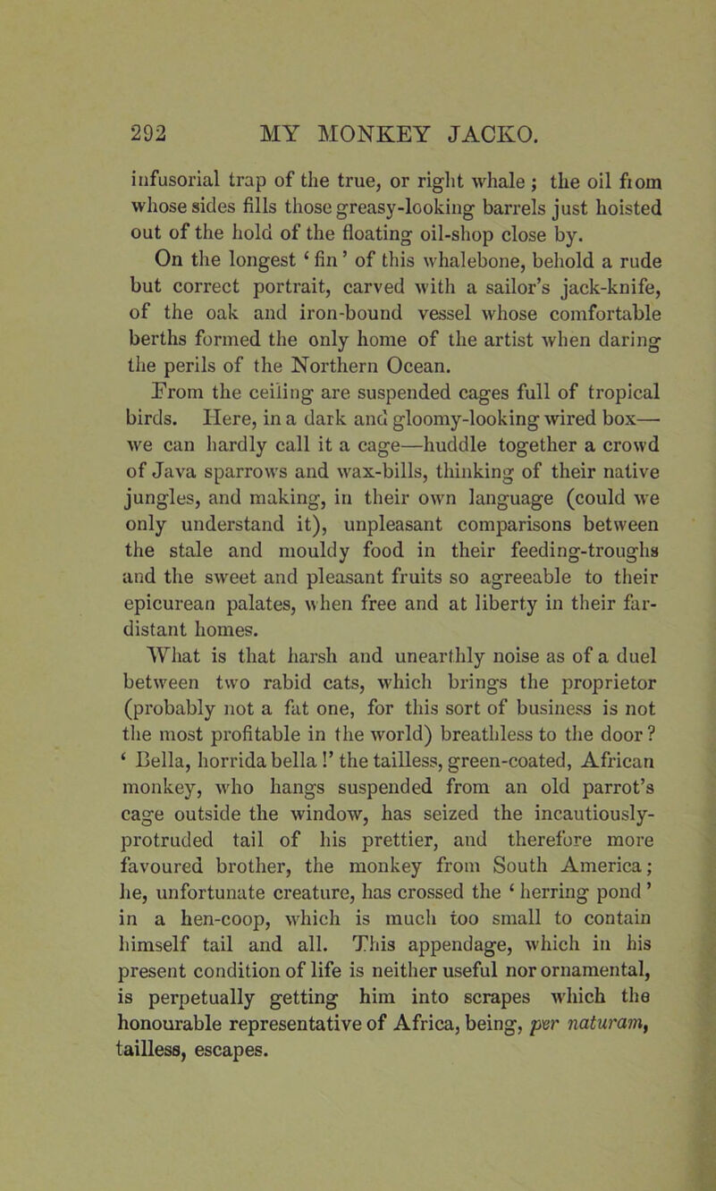 infusorial trap of the true, or right whale ; the oil fiom whose sides fills those greasy-looking barrels just hoisted out of the hold of the floating oil-shop close by. On the longest ‘ fin ’ of this whalebone, behold a rude but correct portrait, carved with a sailor’s jack-knife, of the oak and iron-bound vessel whose comfortable berths formed the only home of the artist when daring the perils of the Northern Ocean. Erom the ceiling are suspended cages full of tropical birds. Here, in a dark and gloomy-looking wired box— we can hardly call it a cage—huddle together a crowd of Java sparrows and wax-bills, thinking of their native jungles, and making, in their own language (could we only understand it), unpleasant comparisons between the stale and mouldy food in their feeding-troughs and the sweet and pleasant fruits so agreeable to their epicurean palates, when free and at liberty in their far- distant homes. What is that harsh and unearthly noise as of a duel between two rabid cats, which brings the proprietor (probably not a fat one, for this sort of business is not tire most profitable in the world) breathless to the door? ‘ Celia, horridabella !’ the tailless, green-coated, African monkey, who hangs suspended from an old parrot’s cage outside the window, has seized the incautiously- protruded tail of his prettier, and therefore more favoured brother, the monkey from South America; he, unfortunate creature, has crossed the ‘ herring pond ’ in a hen-coop, which is much too small to contain himself tail and all. This appendage, which in his present condition of life is neither useful nor ornamental, is perpetually getting him into scrapes which the honourable representative of Africa, being, per naturam, tailless, escapes.