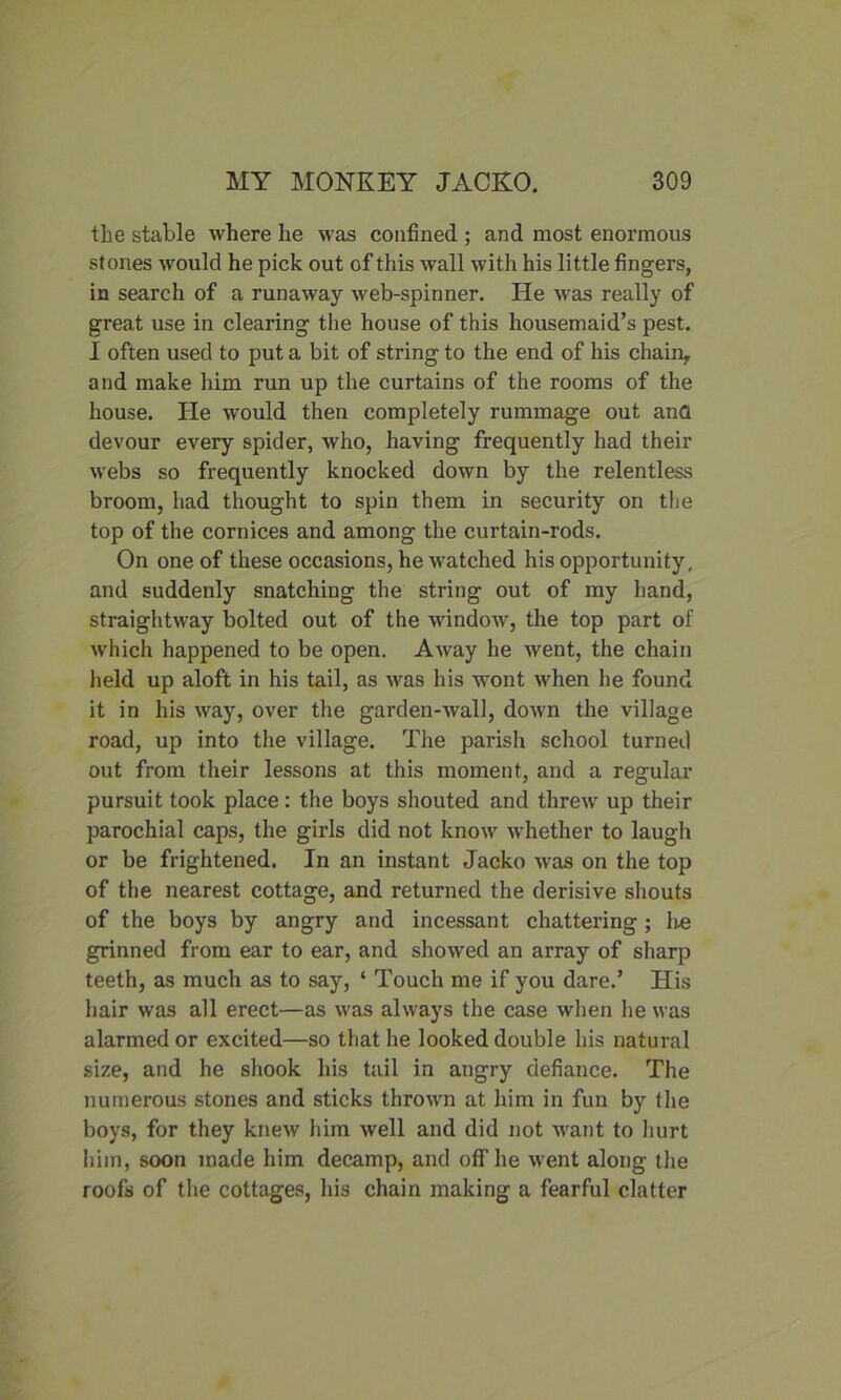 the stable where he was confined ; and most enormous stones would he pick out of this wall with his little fingers, in search of a runaway web-spinner. He was really of great use in clearing the house of this housemaid’s pest. I often used to put a bit of string to the end of his chain, and make him run up the curtains of the rooms of the house. He would then completely rummage out ana devour every spider, who, having frequently had their webs so frequently knocked down by the relentless broom, had thought to spin them in security on the top of the cornices and among the curtain-rods. On one of these occasions, he watched his opportunity, and suddenly snatching the string out of my hand, straightway bolted out of the window, the top part of which happened to be open. Away he went, the chain held up aloft in his tail, as was his wont when he found it in his way, over the garden-wall, down the village road, up into the village. The parish school turned out from their lessons at this moment, and a regular pursuit took place: the boys shouted and threw up their parochial caps, the girls did not know whether to laugh or be frightened. In an instant Jacko was on the top of the nearest cottage, and returned the derisive shouts of the boys by angry and incessant chattering ; he grinned from ear to ear, and showed an array of sharp teeth, as much as to say, ‘ Touch me if you dare.’ His hair was all erect—as was always the case when he was alarmed or excited—so that he looked double his natural size, and he shook his tail in angry defiance. The numerous stones and sticks thrown at him in fun by the boys, for they knew him well and did not want to hurt him, soon made him decamp, and off he went along the roofs of the cottages, his chain making a fearful clatter