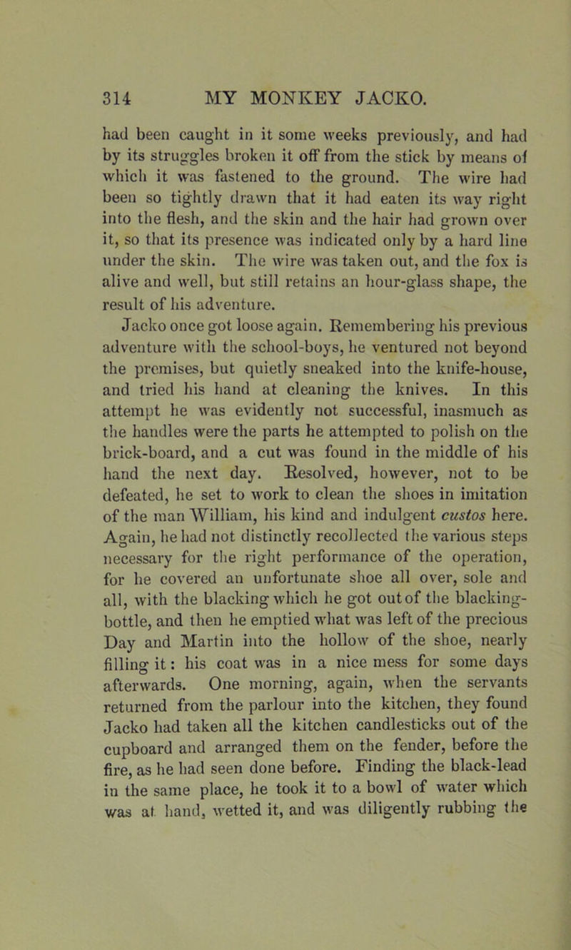 had been caught in it some weeks previously, and had by its struggles broken it off from the stick by means of which it was fastened to the ground. The wire had been so tightly drawn that it had eaten its way right into the flesh, and the skin and the hair had grown over it, so that its presence was indicated only by a hard line under the skin. The wire was taken out, and the fox is alive and well, but still retains an hour-glass shape, the result of his adventure. Jacko once got loose again. Remembering his previous adventure with the school-boys, he ventured not beyond the premises, but quietly sneaked into the knife-house, and tried his hand at cleaning the knives. In this attempt he was evidently not successful, inasmuch as the handles were the parts he attempted to polish on the brick-board, and a cut was found in the middle of his hand the next day. Resolved, however, not to be defeated, he set to work to clean the shoes in imitation of the man William, his kind and indulgent custos here. Again, he had not distinctly recollected the various steps necessary for the right performance of the operation, for lie covered an unfortunate shoe all over, sole and all, with the blacking which he got out of the blacking- bottle, and then he emptied what was left of the precious Day and Martin into the hollow of the shoe, nearly filling it: his coat was in a nice mess for some days afterwards. One morning, again, when the servants returned from the parlour into the kitchen, they found Jacko had taken all the kitchen candlesticks out of the cupboard and arranged them on the fender, before the fire, as he had seen done before. Finding the black-lead in the same place, he took it to a bowl of water which was at hand, wetted it, and was diligently rubbing the