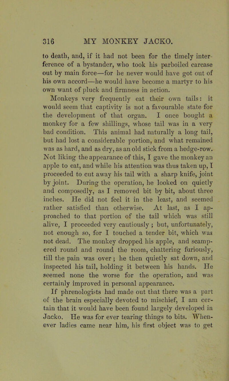 to death, and, if it had not been for the timely inter- ference of a bystander, who took his parboiled carcase out by main force—for he never would have got out of his own accord—he would have become a martyr to his own want of pluck and firmness in action. Monkeys very frequently eat their own tails: it would seem that captivity is not a favourable state for the development of that organ. I once bought a monkey for a few shillings, whose tail was in a very bad condition. This animal had naturally a long tail, but had lost a considerable portion, and what remained was as hard, and as dry, as an old stick from a hedge-row. Not liking the appearance of this, I gave the monkey an apple to eat, and while his attention was thus taken up, I proceeded to cut away his tail with a sharp knife, joint by joint. During the operation, he looked on quietly and composedly, as I removed bit by bit, about three inches. He did not feel it in the least, and seemed rather satisfied than otherwise. At last, as I ap- proached to that portion of the tail which was still alive, I proceeded very cautiously ; but, unfortunately, not enough so, for I touched a tender bit, which was not dead. The monkey dropped his apple, and scamp- ered round and round the room, chattering furiously, till the pain was over; he then quietly sat down, and inspected his tail, holding it between his hands. He seemed none the worse for the operation, and was certainly improved in personal appearance. If phrenologists had made out that there was a part of the brain especially devoted to mischief, I am cer- tain that it would have been found largely developed in Jacko. He was for ever tearing things to bits. When- ever ladies came near him, his first object was to get