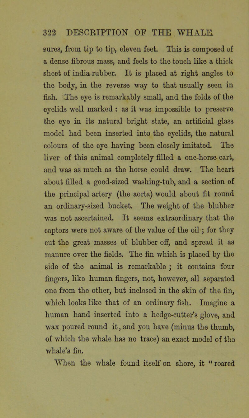 surcs, from tip to tip, cloven feet. Tliis is composed of a dense fibrous mass, and feels to the touch like a thick sheet of india-rubber. It is placed at right angles to the body, in the reverse way to that usually seen in fish. '.The eye is remarkably small, and the folds of the eyelids well marked : as it was impossible to preserve the eye in its natural bright state, an artificial glass model had been inserted into the eyelids, the natural colours of the eye having been closely imitated. The liver of this animal completely filled a one-horse cart, and was as much as the horse could draw. The heart about filled a good-sized washing-tub, and a section of the principal artery (the aorta) would about fit round an ordinary-sized bucket. The weight of the blubber was not ascertained. It seems extraordmary that the captors were not aware of the value of the oil; for they cut the great masses of blubber off, and spread it as manure over the fields. The fin which is placed by the side of the animal is remarkable ; it contains four fingers, like human fingers, not, however, all separated one from the other, but inclosed in the skin of the fin, which looks like that of an ordinary fish. Imagine a human hand inserted into a hedge-cutter’s glove, and wax poured round it, and you have (minus the thumb, of which the whale has no trace) an exact model of tlia whale’s fin. When the whale found itself on shore, it “ roared