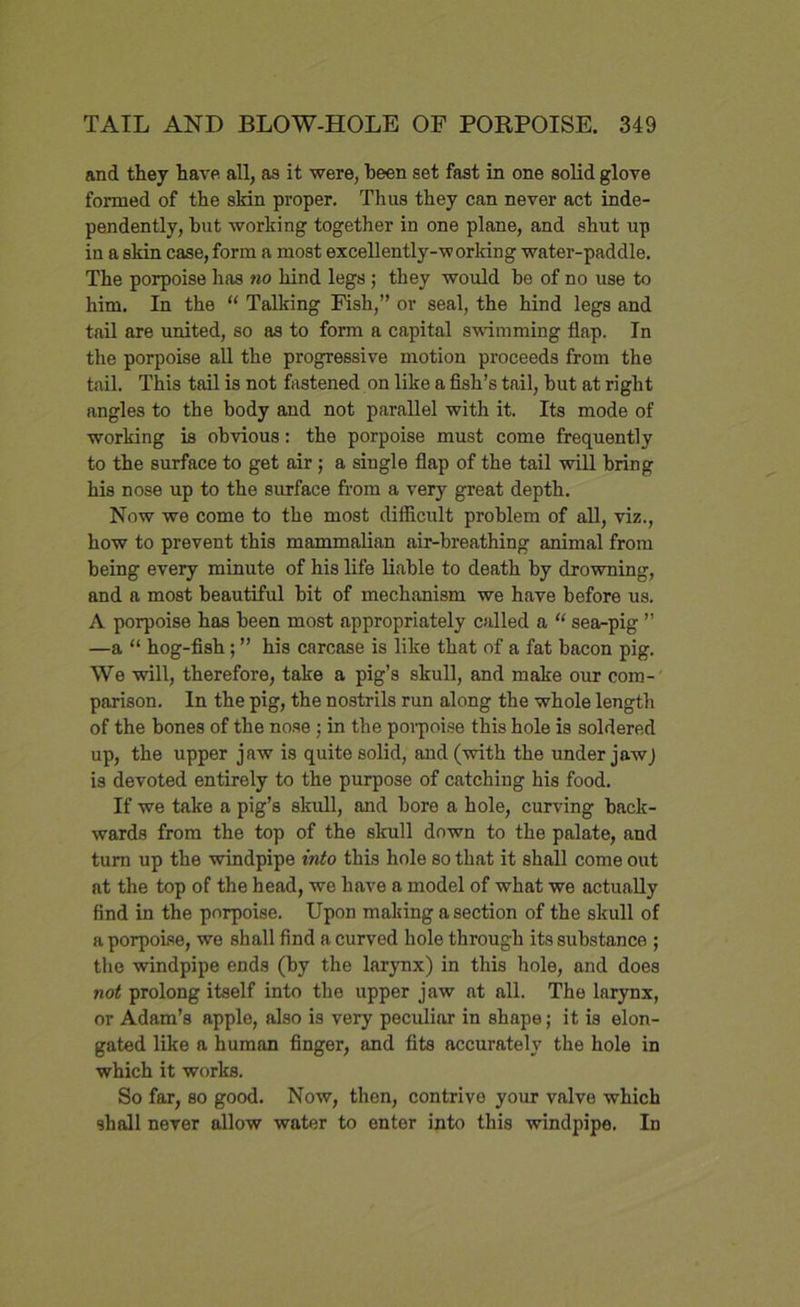 and they have all, as it were, been set fast in one solid glove formed of the skin proper. Thus they can never act inde- pendently, hut working together in one plane, and shut up in a skin case, form a most excellently-working water-paddle. The porpoise has no hind legs ; they would he of no use to him. In the “ Talking Fish,” or seal, the hind legs and tail are united, so as to form a capital swimming flap. In the porpoise all the progressive motion proceeds from the tail. This tail is not fastened on like a fish’s tail, hut at right angles to the body and not parallel with it. Its mode of working is obvious: the porpoise must come frequently to the surface to get air; a single flap of the tail will bring his nose up to the surface from a very great depth. Now we come to the most difficult problem of all, viz., how to prevent this mammalian air-breathing animal from being every minute of his life liable to death by drowning, and a most beautiful bit of mechanism we have before us. A porpoise has been most appropriately called a “ sea-pig ” —a “ hog-fish; ” his carcase is like that of a fat bacon pig. We will, therefore, take a pig’s skull, and make our com- parison. In the pig, the nostrils run along the whole length of the bones of the nose ; in the porpoise this hole is soldered up, the upper jaw is quite solid, and (with the under jawj is devoted entirely to the purpose of catching his food. If we take a pig’s skull, and bore a hole, curving back- wards from the top of the skull down to the palate, and turn up the windpipe into this hole so that it shall come out at the top of the head, we have a model of what we actually find in the porpoise. Upon making a section of the skull of a porpoise, we shall find a curved hole through its substance ; the windpipe ends (by the larynx) in this hole, and does not prolong itself into the upper jaw at all. The larynx, or Adam’s apple, also is very peculiar in shape; it is elon- gated like a human finger, and fits accurately the hole in which it works. So far, so good. Now, then, contrive your valve which shall never allow water to enter into this windpipe. In