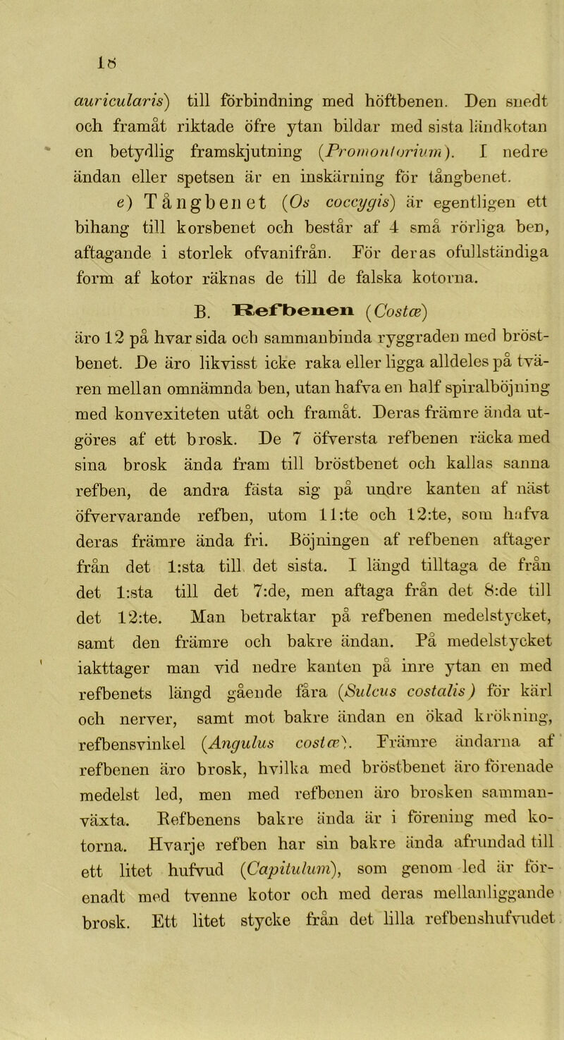 auricularis) till förbindning med höftbenen. Den snedt och framåt riktade öfre ytan bildar med sista ländkotan en betydlig framskjutning (.Prornontorium). I nedre ändan eller spetsen är en inskärning för tångbenet. e) Tå 11 g benet {Os coccygis) är egentligen ett bihang till korsbenet och består af 4 små rörliga ben, aftagande i storlek ofvanifrån. Eör deras ofullständiga form af kotor räknas de till de falska kotorna. B. Refbenen (Costce) äro 12 på hyar sida och sammanbinda ryggraden med bröst- benet. De äro likyisst icke raka eller ligga alldeles på tvä- ren mellan omnämnda ben, utan hafva en half spiralböjning med konvexiteten utåt och framåt. Deras främre ända ut- göres af ett brosk. De 7 öfversta refbenen räcka med sina brosk ända fram till bröstbenet och kallas sanna refben, de andra fästa sig på undre kanten af näst öfyervarande refben, utom ll:te och 12:te, som hafva deras främre ända fri. Böjningen af refbenen aftager från det l:sta till det sista. I längd tilltaga de från det T.sta till det 7:de, men aftaga från det 8:de till det 12:te. Man betraktar på refbenen medelstycket, samt den främre och bakre ändan. På medelstycket iakttager man vid nedre kanten pä inre ytan en med refbenets längd gående fåra {Sulcus costalis) för kärl och nerver, samt mot bakre ändan en ökad krökning, refbensvinkel {Angulus costce\ Prämre ändarna at refbenen äro brosk, hvilka med bröstbenet äro förenade medelst led, men med refbenen äro brosken samman- växta. Befbenens bakre ända är i förening med ko- torna. Hvarje refben har sin bakre ända afrundad till ett litet hufvud (Capitulum), som genom led är för- enadt med tvenne kotor och med deras mellanliggande brosk. Ett litet stycke från det lilla refbenshufvudet