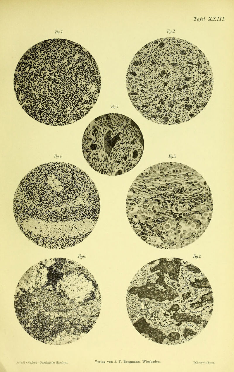Vv* -i' iära&k ISvüs'a^ M« «i