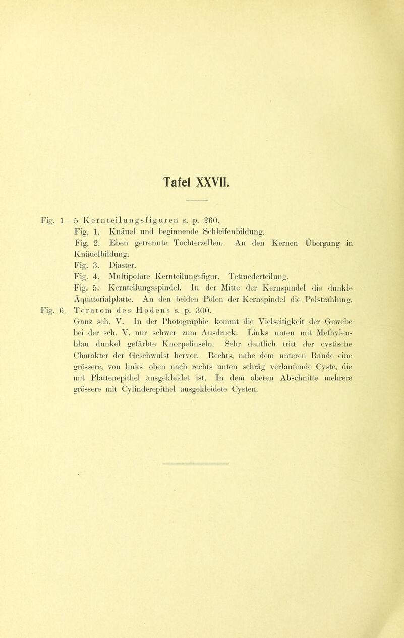 Fig. 1—5 Kernteilungsfiguren s. p. 260. Fig. 1. Knäuel und beginnende Schleifenbildung. Fig. 2. Eben getrennte Tochterzellen. An den Kernen Übergang in Knäuelbildung. Fig. 3. Diaster. Fig. 4. Multipolare Kernteilungsfigur. Tetraederteilung. Fig. 5. Kernteilungsspindel. In der Mitte der Kernspindel die dunkle Äquatorialplatte. An den beiden Polen der Kernspindel die Polstrahlung. Fig. 6. Teratom des Hodens s. p. 300. Ganz sch. V. In der Photographie kommt die Vielseitigkeit der Gewebe bei der sch. V. nur schwer zum Ausdruck. Links unten mit Methylen- blau dunkel gefärbte Knorpelinseln. Sehr deutlich tritt der cystische Charakter der Geschwulst hervor. Rechts, nahe dem unteren Rande eine grössere, von links oben nach rechts unten schräg verlaufende Cyste, die mit Plattenepithel ausgekleidet ist. In dem oberen Abschnitte mehrere grössere mit Cylinderepithel ausgekleidete Cysten.