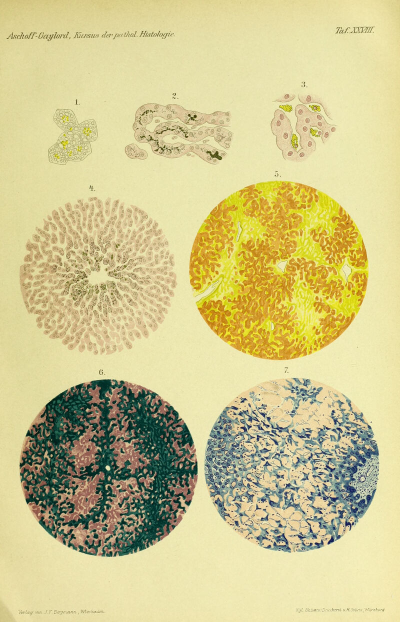 Kji l/rJj/BTs.-Drackerel v.H.Stürzzy/iirzburg.