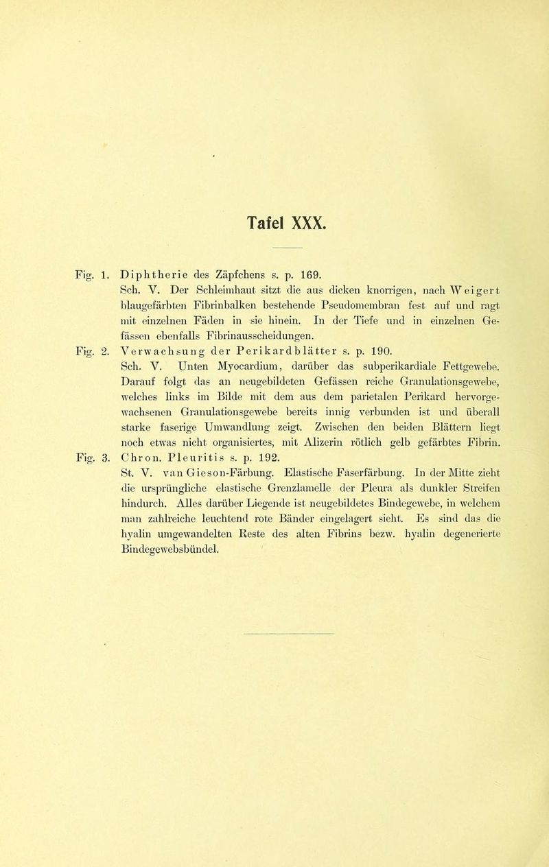 Fig. 1. Diphtherie des Zäpfchens s. p. 169. Sch. V. Der Schleimhaut sitzt die aus dicken knorrigen, nach Weigert blaugefärbten Fibrinbalken bestehende Pseudomembran fest auf und ragt mit einzelnen Fäden in sie hinein. In der Tiefe und in einzelnen Ge- fässen ebenfalls Fibrinausscheidungen. Fig. 2. Verwachsung der Per ikar d b lätter s. p. 190. Sch. V. Unten Myocardium, darüber das subperikardiale Fettgewebe. Darauf folgt das an neugebildeten Gefässen reiche Granulationsgewebe, welches links im Bilde mit dem aus dem parietalen Perikard hervorge- wachsenen Granulationsgewebe bereits innig verbunden ist und überall starke faserige Umwandlung zeigt. Zwischen den beiden Blättern liegt noch etwas nicht organisiertes, mit Alizerin rötlich gelb gefärbtes Fibrin. Fig. 3. Chron. Pleuritis s. p. 192. St. V. van Gieson-Färbung. Elastische Faserfärbung. In der Mitte zieht die ursprüngliche elastische Grenzlamelle der Pleura als dunkler Streifen hindurch. Alles darüber Liegende ist neugebildetes Bindegewebe, in welchem man zahlreiche leuchtend rote Bänder eingelagert sieht. Es sind das die hyalin umgewaudelten Reste des alten Fibrins bezw. hyalin degenerierte Bindegewebsbündel.