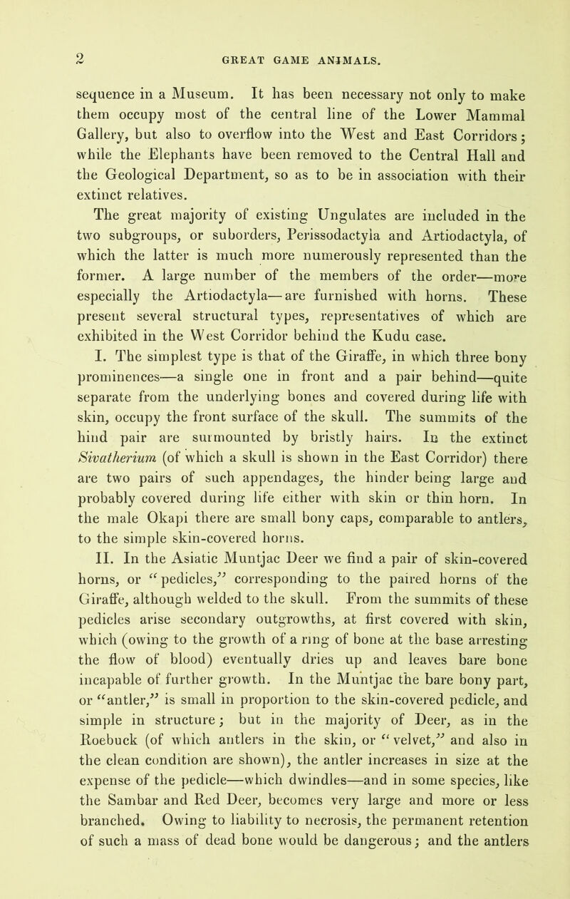 GREAT GAME ANIMALS. sequence in a Museum. It has been necessary not only to make them occupy most of the central line of the Lower Mammal Gallery, but also to overflow into the West and East Corridors; while the Elephants have been removed to the Central Hall and the Geological Department, so as to be in association with their extinct relatives. The great majority of existing Ungulates are included in the two subgroups, or suborders, Perissodactyia and Artiodactyla, of which the latter is much more numerously represented than the former. A large number of the members of the order—more especially the Artiodactyla—are furnished with horns. These present several structural types, representatives of which are exhibited in the West Corridor behind the Kudu case. I. The simplest type is that of the Giraffe, in which three bony prominences-—a single one in front and a pair behind—quite separate from the underlying bones and covered during life with skin, occupy the front surface of the skull. The summits of the hind pair are surmounted by bristly hairs. In the extinct Sivatherium (of which a skull is shown in the East Corridor) there are two pairs of such appendages, the hinder being large and probably covered during life either with skin or thin horn. In the male Okapi there are small bony caps, comparable to antlers,, to the simple skin-covered horns. II. In the Asiatic Muntjac Deer we find a pair of skin-covered horns, or “pedicles/” corresponding to the paired horns of the Giraffe, although welded to the skull. From the summits of these pedicles arise secondary outgrowths, at first covered with skin, which (owing to the growth of a ring* of bone at the base arresting the flow of blood) eventually dries up and leaves bare bone incapable of further growth. In the Muntjac the bare bony part, or “antler,” is small in proportion to the skin-covered pedicle, and simple in structure; but in the majority of Deer, as in the Roebuck (of which antlers in the skin, or “ velvet,” and also in the clean condition are shown), the antler increases in size at the expense of the pedicle—which dwindles—and in some species, like the Sambar and Red Deer, becomes very large and more or less branched. Owing to liability to necrosis, the permanent retention of such a mass of dead bone would be dangerous; and the antlers
