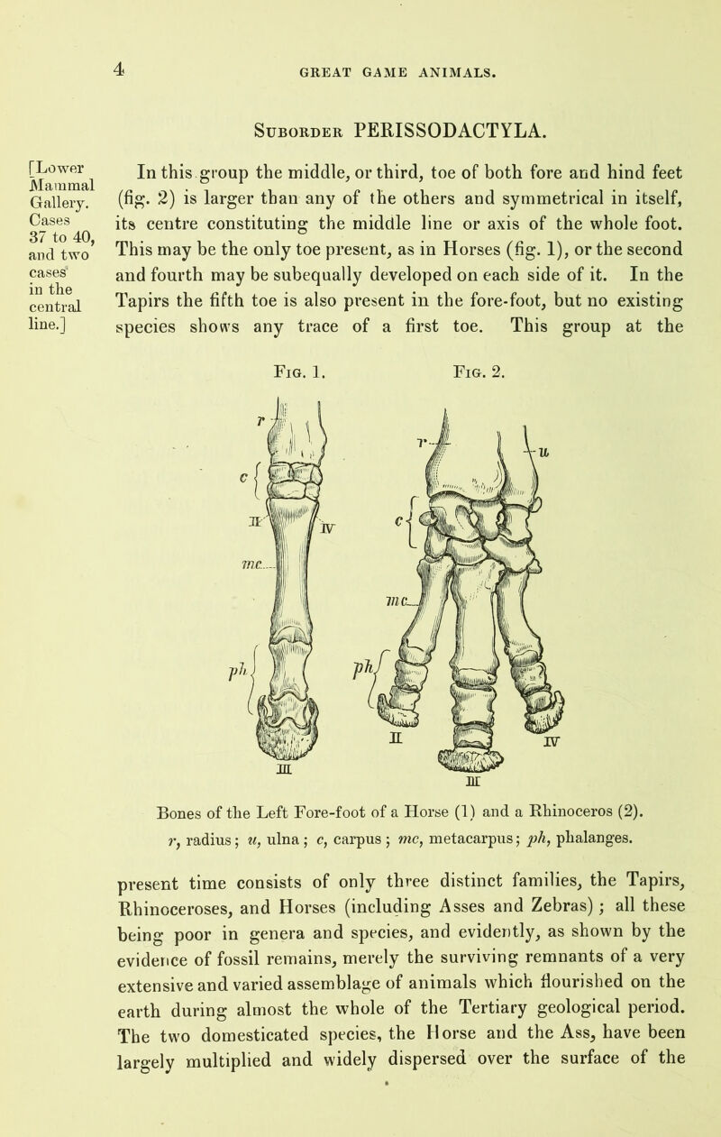 Suborder PERISSODACTYLA. [Lower Mammal Gallery. Cases 37 to 40, and two cases1 in the central line.] In this .group the middle, or third, toe of both fore and hind feet (fig. 2) is larger than any of the others and symmetrical in itself, its centre constituting the middle line or axis of the whole foot. This may be the only toe present, as in Horses (fig. 1), or the second and fourth may be subequally developed on each side of it. In the Tapirs the fifth toe is also present in the fore-foot, but no existing species shows any trace of a first toe. This group at the Fig. 1. Fig. 2. Bones of the Left Fore-foot of a Horse (1) and a Rhinoceros (2). r, radius; u, ulna ; c, carpus ; me, metacarpus; ph, phalanges. present time consists of only three distinct families, the Tapirs, Rhinoceroses, and Horses (including Asses and Zebras); all these being poor in genera and species, and evidently, as shown by the evidence of fossil remains, merely the surviving remnants of a very extensive and varied assemblage of animals which flourished on the earth during almost the whole of the Tertiary geological period. The two domesticated species, the Horse and the Ass, have been largely multiplied and widely dispersed over the surface of the
