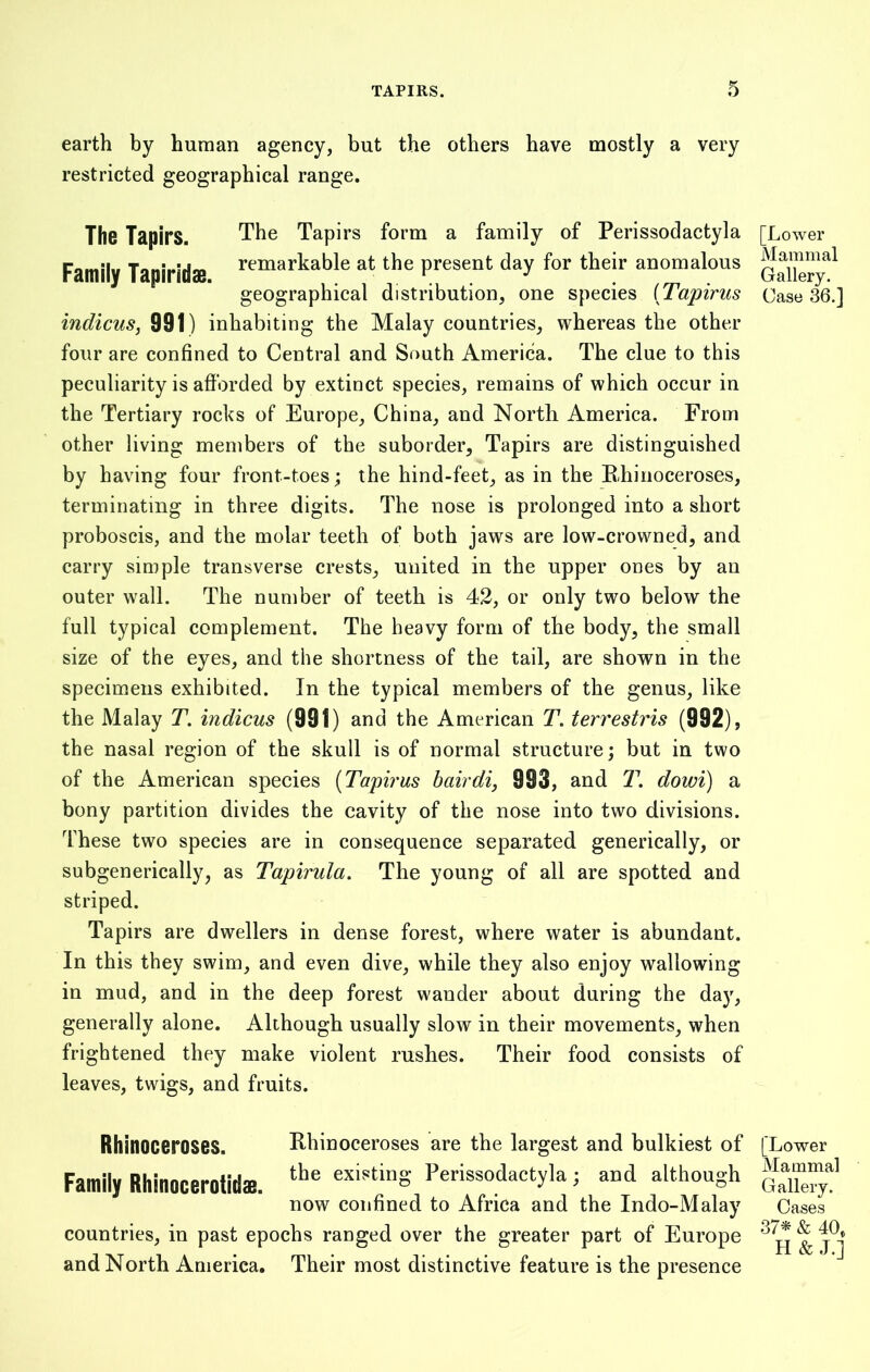 earth by human agency, but the others have mostly a very restricted geographical range. The Tapirs. The Tapirs form a family of Perissodactyla Family Tapiridse remarkable at the present day for their anomalous geographical distribution, one species (Tapirus indicus, 991) inhabiting the Malay countries, whereas the other four are confined to Central and South America. The clue to this peculiarity is afforded by extinct species, remains of which occur in the Tertiary rocks of Europe, China, and North America. From other living members of the suborder. Tapirs are distinguished by having four front-toes; the hind-feet, as in the B-hinoceroses, terminating in three digits. The nose is prolonged into a short proboscis, and the molar teeth of both jaws are low-crowned, and carry simple transverse crests, united in the upper ones by an outer wall. The number of teeth is 42, or only two below the full typical complement. The heavy form of the body, the small size of the eyes, and the shortness of the tail, are shown in the specimens exhibited. In the typical members of the genus, like the Malay T. indicus (991) and the American T. terrestris (992), the nasal region of the skull is of normal structure; but in two of the American species (Tapirus bairdi, 993, and T. dowi) a bony partition divides the cavity of the nose into two divisions. These two species are in consequence separated generically, or subgenerically, as Tapirula. The young of all are spotted and striped. Tapirs are dwellers in dense forest, where water is abundant. In this they swim, and even dive, while they also enjoy wallowing in mud, and in the deep forest wander about during the day, generally alone. Although usually slow in their movements, when frightened they make violent rushes. Their food consists of leaves, twigs, and fruits. Rhinoceroses. Rhinoceroses are the largest and bulkiest of Family Rhinocerotitte. the existing Perissodaetyla; and although now confined to Africa and the Indo-Malay countries, in past epochs ranged over the greater part of Europe and North America. Their most distinctive feature is the presence [Lower Mammal Gallery. Case 36.] [Lower Mammal Gallery. Oases 37* & 40, H & J.]