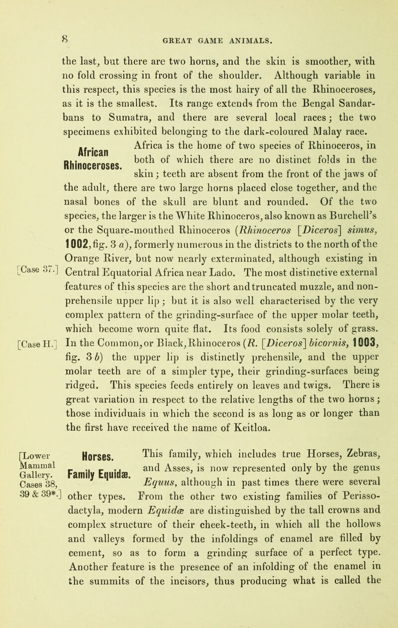 the last, but there are two horns, and the skin is smoother, with no fold crossing in front of the shoulder. Although variable in this respect, this species is the most hairy of all the Rhinoceroses, as it is the smallest. Its range extends from the Bengal Sandar- bans to Sumatra, and there are several local races; the two specimens exhibited belonging to the dark-coloured Malay race. ,, . Africa is the home of two species of Rhinoceros, in Afrcan 1 both of which there are no distinct folds in the Rhinoceroses. 1 „ 1 . . skin; teeth are absent from the front ot the jaws ot the adult, there are two large horns placed close together, and the nasal bones of the skull are blunt and rounded. Of the two species, the larger is the White Rhinoceros, also known as BurchelFs or the Square-mouthed Rhinoceros (Rhinoceros [Diceros~\ simus, 1002, fig. 3 a), formerly numerous in the districts to the north of the Orange River, but now nearly exterminated, although existing in [Case 37.] Central Equatorial Africa near Lado. The most distinctive external features of this species are the short and truncated muzzle, and non- prehensile upper lip; but it is also well characterised by the very complex pattern of the grinding-surface of the upper molar teeth, which become worn quite flat. Its food consists solely of grass. [CaseH.] In the Common,or Black,Rhinoceros (R. \_Diceros\ bicornis, 1003, fig. 3 b) the upper lip is distinctly prehensile, and the upper molar teeth are of a simpler type, their grinding-surfaces being ridged. This species feeds entirely on leaves and twigs. There is great variation in respect to the relative lengths of the two horns; those individuals in which the second is as long as or longer than the first have received the name of Keitloa. [Lower Mammal Horses. Gallery. Family Equidae. This family, which includes true Horses, Zebras, and Asses, is now represented only by the genus Cases 38, ” ' Equus, although in past times there were several 39 & 39*.] other types. From the other two existing families of Perisso- dactyla, modern Equidce are distinguished by the tall crowns and complex structure of their cheek-teeth, in which all the hollows and valleys formed by the infoldings of enamel are filled by cement, so as to form a grinding surface of a perfect type. Another feature is the presence of an infolding of the enamel in the summits of the incisors, thus producing what is called the