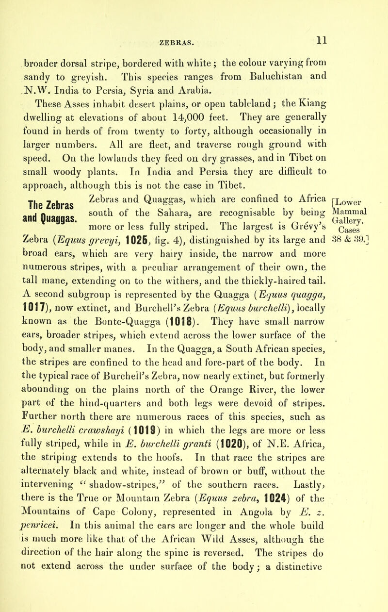 ZEBRAS. broader dorsal stripe, bordered with white; the colour varying from sandy to greyish. This species ranges from Baluchistan and N.W. India to Persia, Syria and Arabia. These Asses inhabit desert plains, or open tableland ; the Kiang dwelling at elevations of about 14,000 feet. They are generally found in herds of from twenty to forty, although occasionally in larger numbers. All are fleet, and traverse rough ground with speed. On the lowlands they feed on dry grasses, and in Tibet on small woody plants. In India and Persia they are difficult to approach, although this is not the case in Tibet. The Zebras Zebra (Equus grevyi, 1025, fig. 4), distinguished by its large and 38 & 39.] broad ears, which are very hairy inside, the narrow and more numerous stripes, with a peculiar arrangement of their own, the tall mane, extending on to the withers, and the thickly-haired tail. A second subgroup is represented by the Quagga (Equus quagga, 1017), now extinct, and BurchelFs Zebra (Equus burchelli), locally known as the Bonte-Quagga (1018). They have small narrow ears, broader stripes, which extend across the lower surface of the body, and smaller manes. In the Quagga, a South African species, the stripes are confined to the head and fore-part of the body. In the typical race of Burcheiks Zebra, now nearly extinct, but formerly abounding on the plains north of the Orange River, the lower part of the hind-quarters and both legs were devoid of stripes. Further north there are numerous races of this species, such as E. burchelli crawshayi (1019) in which the legs are more or less fully striped, while in E. burchelli granti (1020), of N.E. Africa, the striping extends to the hoofs. In that race the stripes are alternately black and white, instead of brown or buff, without the intervening ee shadow-stripes,” of the southern races. Lastly:> there is the True or Mountain Zebra (Equus zebra, 1024) of the Mountains of Cape Colony, represented in Angola by E. z. penricei. In this animal the ears are longer and the whole build is much more like that of the African Wild Asses, although the direction of the hair along the spine is reversed. The stripes do not extend across the under surface of the body; a distinctive Zebras and Quaggas, which are confined to Africa |~Lower south of the Sahara, are recognisable by being Mammal more or less fully striped. The largest is Grevy's bases'