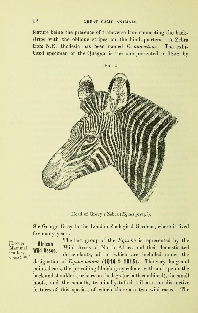 feature being the presence of transverse bars connecting the back- stripe with the oblique stripes on the hind-quarters. A Zebra from N.E. Rhodesia has been named E. annectans. The exhi- bited specimen of the Quagga is the one presented in 1858 by Fig. 4. Head of Grevy’s Zebra (Equus grevyi). SiOwer ammal Gallery. Case 39*.] Sir George Grey to the London Zoological Gardens, where it lived for many years. African ST0UP °f the Equidce is represented by the Wild Asses Asses of North Africa and their domesticated descendants, all of which are included under the designation of Equus asinus (1014 & 1015). The very long and pointed ears, the prevailing bluish grey colour, with a stripe on the back and shoulders, or bars on the legs (or both combined), the small hoofs, and the smooth, terminally-tufted tail are the distinctive features of this species, of which there are two wild races. The