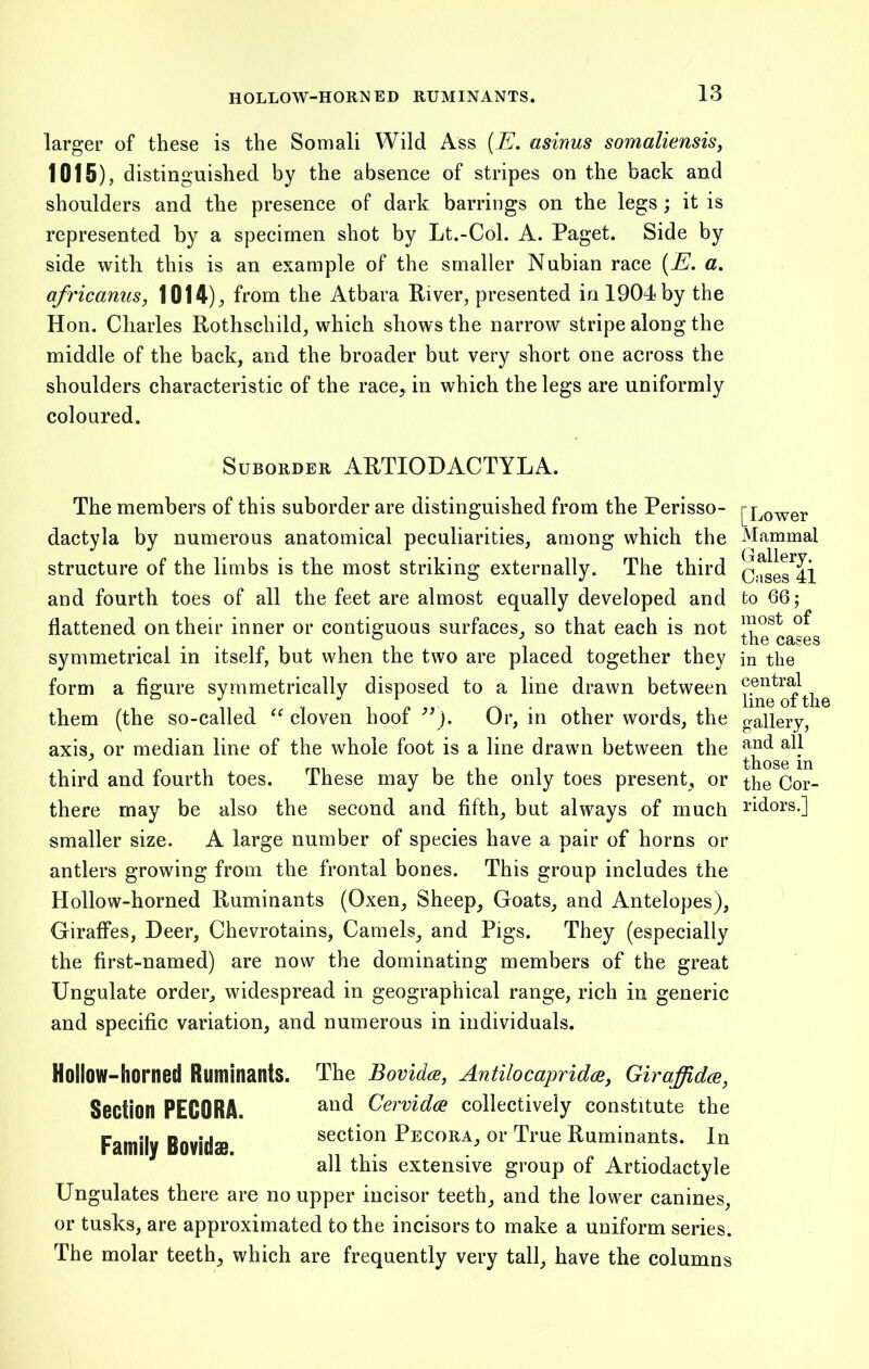 HOLLOW-HORNED RUMINANTS. larger of these is the Somali Wild Ass (E. asinus somaliensis, 1015), distinguished by the absence of stripes on the back and shoulders and the presence of dark barrings on the legs; it is represented by a specimen shot by Lt.-Col. A. Paget. Side by side with this is an example of the smaller Nubian race (E. a. africanus, 1014), from the Atbara River, presented in 1904 by the Hon. Charles Rothschild, which shows the narrow stripe along the middle of the back, and the broader but very short one across the shoulders characteristic of the race, in which the legs are uniformly coloured. Suborder ARTIODACTYLA. The members of this suborder are distinguished from the Perisso- dactyla by numerous anatomical peculiarities, among which the structure of the limbs is the most striking externally. The third and fourth toes of all the feet are almost equally developed and flattened on their inner or contiguous surfaces, so that each is not symmetrical in itself, but when the two are placed together they form a figure symmetrically disposed to a line drawn between them (the so-called “ cloven hoof ”). Or, in other words, the axis, or median line of the whole foot is a line drawn between the third and fourth toes. These may be the only toes present, or there may be also the second and fifth, but always of much smaller size. A large number of species have a pair of horns or antlers growing from the frontal bones. This group includes the Hollow-horned Ruminants (Oxen, Sheep, Goats, and Antelopes), Giraffes, Deer, Chevrotains, Camels, and Pigs. They (especially the first-named) are now the dominating members of the great Ungulate order, widespread in geographical range, rich in generic and specific variation, and numerous in individuals. Hollow-horned Ruminants. The Bovidae, Antilocaprida, Giraffida, Section PECORA. and Cervida collectively constitute the Family Bovidm section Pecora, or True Ruminants. In all this extensive group of Artiodactyle Ungulates there are no upper incisor teeth, and the lower canines, or tusks, are approximated to the incisors to make a uniform series. The molar teeth, which are frequently very tall, have the columns [Lower Mammal Gallery. Oases 41 to 66; most of the cases in the central line of the gallery, and all those in the Cor- ridors.]