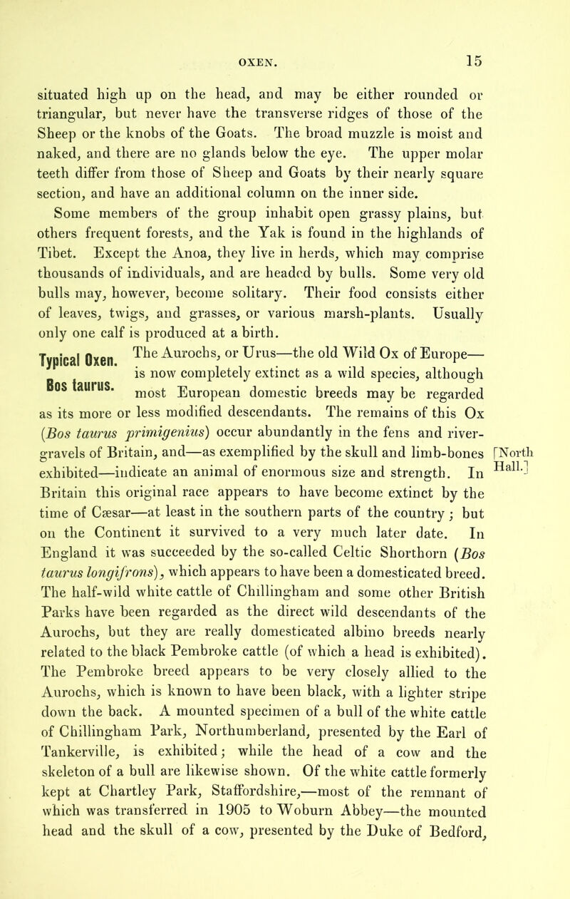 situated high up on the head, and may be either rounded or triangular, but never have the transverse ridges of those of the Sheep or the knobs of the Goats. The broad muzzle is moist and naked, and there are no glands below the eye. The upper molar teeth differ from those of Sheep and Goats by their nearly square section, and have an additional column on the inner side. Some members of the group inhabit open grassy plains, but others frequent forests, and the Yak is found in the highlands of Tibet. Except the Anoa, they live in herds, which may comprise thousands of individuals, and are headed by bulls. Some very old bulls may, however, become solitary. Their food consists either of leaves, twigs, and grasses, or various marsh-plants. Usually only one calf is produced at a birth. Typical Oxen Aurochs, or Urus—the old Wild Ox of Europe— is now completely extinct as a wild species, although BOS taurilS. most European domestic breeds may be regarded as its more or less modified descendants. The remains of this Ox (.Bos taurus primigenius) occur abundantly in the fens and river- gravels of Britain, and—as exemplified by the skull and limb-bones [North ^ • • T7 l] | exhibited—indicate an animal of enormous size and strength. In ±lai J Britain this original race appears to have become extinct by the time of Caesar—at least in the southern parts of the country ; but on the Continent it survived to a very much later date. In England it was succeeded by the so-called Celtic Shorthorn (Bos taurus longifrons), which appears to have been a domesticated breed. The half-wild white cattle of Chillingham and some other British Parks have been regarded as the direct wild descendants of the Aurochs, but they are really domesticated albino breeds nearly related to the black Pembroke cattle (of which a head is exhibited). The Pembroke breed appears to be very closely allied to the Aurochs, which is known to have been black, with a lighter stripe down the back. A mounted specimen of a bull of the white cattle of Chillingham Park, Northumberland, presented by the Earl of Tankerville, is exhibited; while the head of a cow and the skeleton of a bull are likewise shown. Of the white cattle formerly kept at Chartley Park, Staffordshire,—most of the remnant of which was transferred in 1905 to Woburn Abbey—the mounted head and the skull of a cow, presented by the Duke of Bedford,