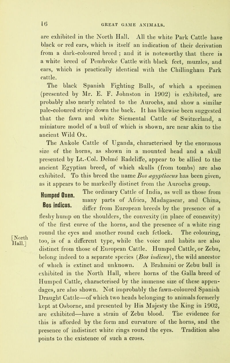 [Nortli Hall.] are exhibited in the North Hall. All the white Park Cattle have black or red ears, which is itself an indication of their derivation from a dark-coloured breed ; and it is noteworthy that there is a white breed of Pembroke Cattle with black feet, muzzles, and ears, which is practically identical with the Chillingham Park cattle. The black Spanish Fighting Bulls, of which a specimen (presented by Mr. E. F. Johnston in 1902) is exhibited, are probably also nearly related to the Aurochs, and show a similar pale-coloured stripe down the back. It has likewise been suggested that the fawn and white Siemental Cattle of Switzerland, a miniature model of a bull of which is shown, are near akin to the ancient Wild Ox. The Ankole Cattle of Uganda, characterised by the enormous size of the horns, as shown in a mounted head and a skull presented by Lt.-Col. Delme Radcliffe, appear to be allied to the ancient Egyptian breed, of which skulls (from tombs) are also exhibited. To this breed the name^os cegyptiacus has been given, as it appears to be markedly distinct from the Aurochs group. The ordinary Cattle of India, as well as those from many parts of Africa, Madagascar, and China, differ from European breeds by the presence of a fleshy hump on the shoulders, the convexity (in place of concavity) of the first curve of the horns, and the presence of a white ring round the eyes and another round each fetlock. The colouring, too, is of a different type, while the voice and habits are also distinct from those of European Cattle. Humped Cattle, or Zebu, belong indeed to a separate species (Bos indicus), the wild ancestor of which is extinct and unknown. A Brahmini or Zebu bull is exhibited in the North Hall, where horns of the Galla breed of Humped Cattle, characterised by the immense size of these appen- dages, are also shown. Not improbably the fawn-coloured Spanish Draught Cattle—of which two heads belonging to animals formerly kept at Osborne, and presented by His Majesty the King in 1902, are exhibited—have a strain of Zebu blood. The evidence for this is afforded by the form and curvature of the horns, and the presence of indistinct white rings round the eyes. Tradition also points to the existence of such a cross. Humped Oxen. Bos indicus.