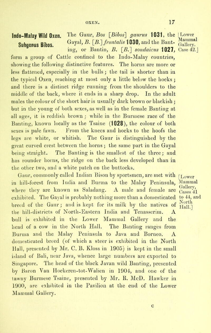 !ndo-Ma!ay Wild Oxen. The Gaur, Bos [Bibos'] gaurus 1031, the Subgeniis Bibos. Gayal> B- E-8-] frontalis 1030, and the Bant- ing, or Bantin, B. [B.] sondaicus 1027, form a group of Cattle confined to the Indo-Malay countries, showing the following distinctive features. The horns are more or less flattened, especially in the bulls; the tail is shorter than in the typical Oxen, reaching at most only a little below the hocks ; and there is a distinct ridge running from the shoulders to the middle of the back, where it ends in a sharp drop. In the adult males the colour of the short hair is usually dark brown or blackish ; but in the young of both sexes, as well as in the female Banting at all ages, it is reddish brown ; while in the Burmese race of the Banting, known locally as the Tsaine (1028), the colour of both sexes is pale fawn. From the knees and hocks to the hoofs the legs are white, or whitish. The Gaur is distinguished by the great curved crest between the horns ; the same part in the Gayal being straight. The Banting is the smallest of the three; and has rounder horns, the ridge on the back less developed than in the other two, and a white patch on the buttocks. Gaur, commonly called Indian Bison by sportsmen, are met with in hill-forest from India and Burma to the Malay Peninsula, where they are known as Saladang. A male and female are exhibited. The Gayal is probably nothing more than a domesticated breed of the Gaur; and is kept for its milk by the natives of the hill-districts of North-Eastern India and Tenasserim. A bull is exhibited in the Lower Mammal Gallery and the head of a cow in the North Hall. The Banting ranges from Burma and the Malay Peninsula to Java and Borneo. A domesticated breed (of which a steer is exhibited in the North Hall, presented by Mr. C. B. Kloss in 1905) is kept in the small island of Bali, near Java, whence large numbers are exported to Singapore. The head of the black Javan wild Banting, presented by Baron Van Hockeren-tot-Walien in 1904, and one of the tawny Burmese Tsaine, presented by Mr. R. McD. Hawker in 1900, are exhibited in the Pavilion at the end of the Lower Mammal Gallery. [Lower Mammal Gallery. Case 42.] [Lower Mammal Gallery, Cases 41 to 44, and North Hall.] c